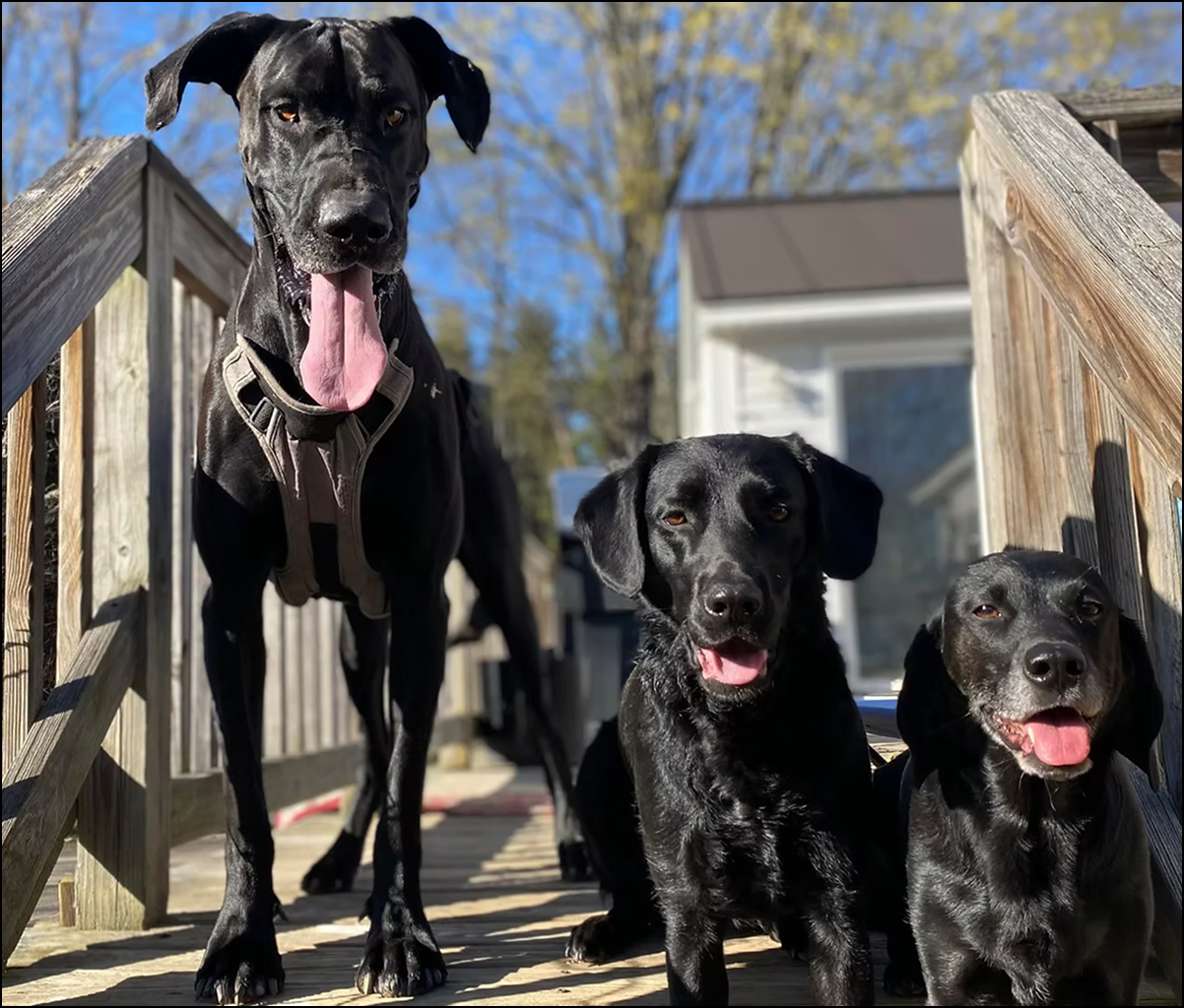 Three black dogs sitting together outdoors on a wooden deck