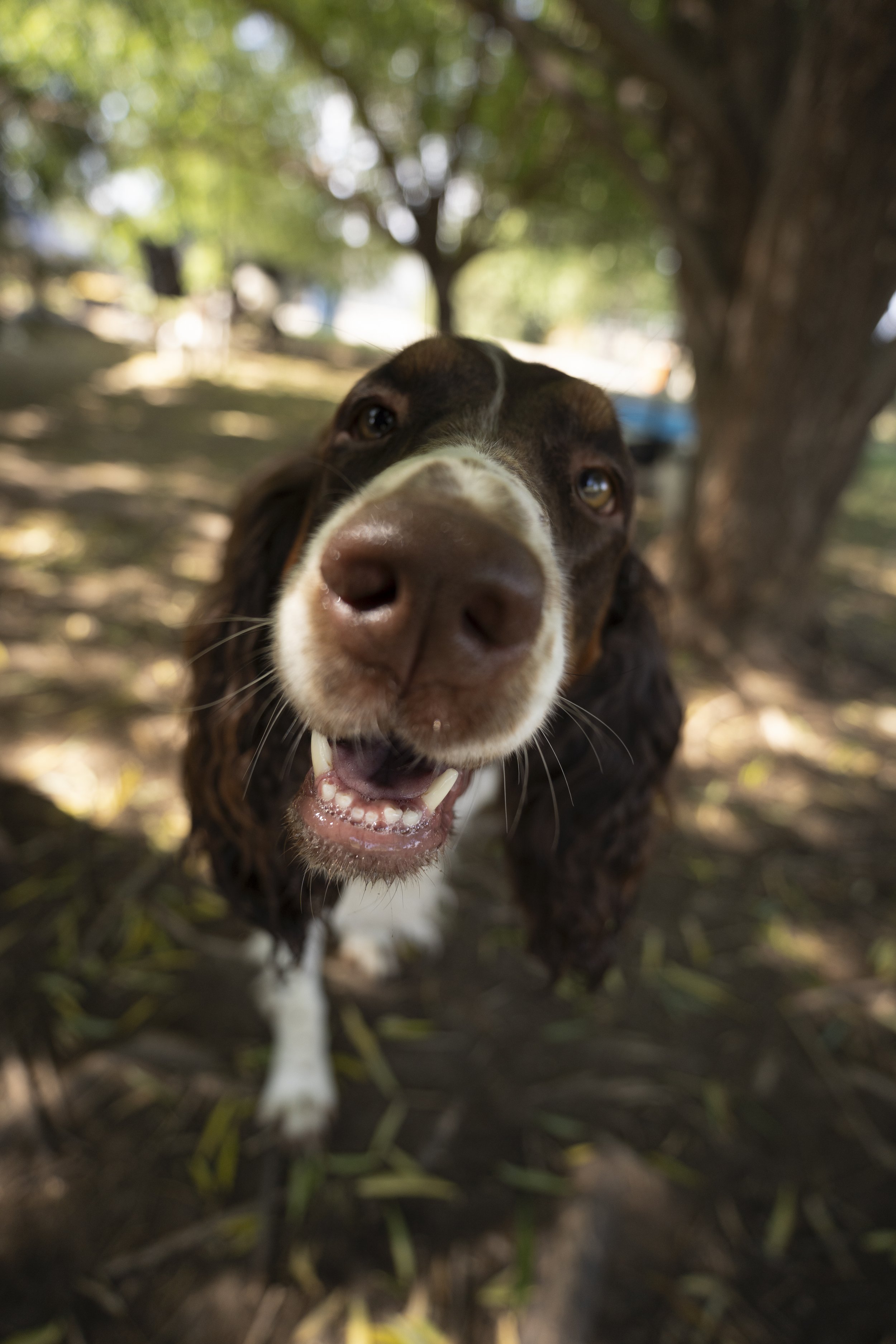 Close-up of a happy dog with its mouth open, standing outdoors under a tree with blurry green and brown background.