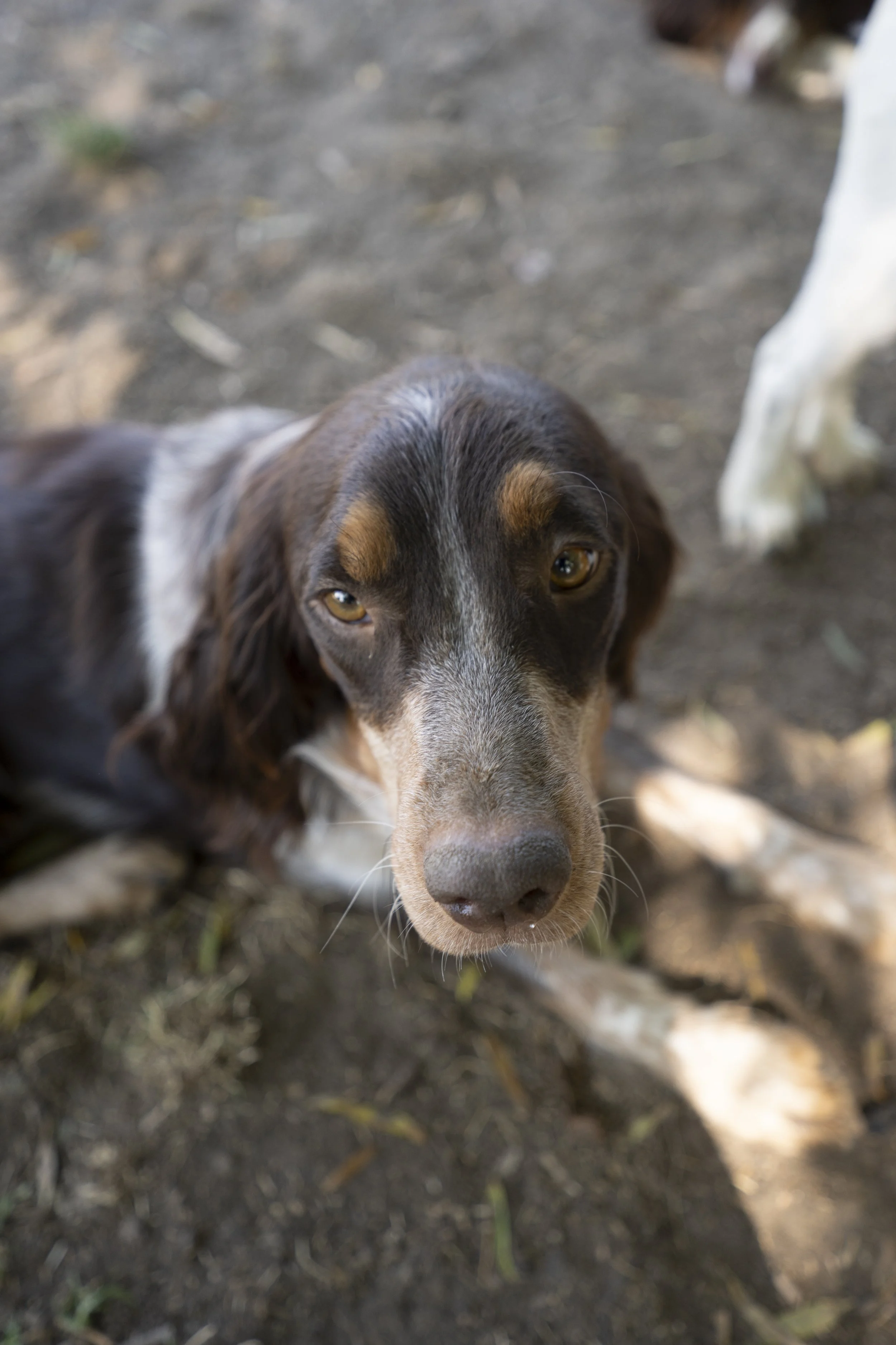 Close-up of a brown and white puppy with floppy ears looking directly at the camera, with a dirt ground background.