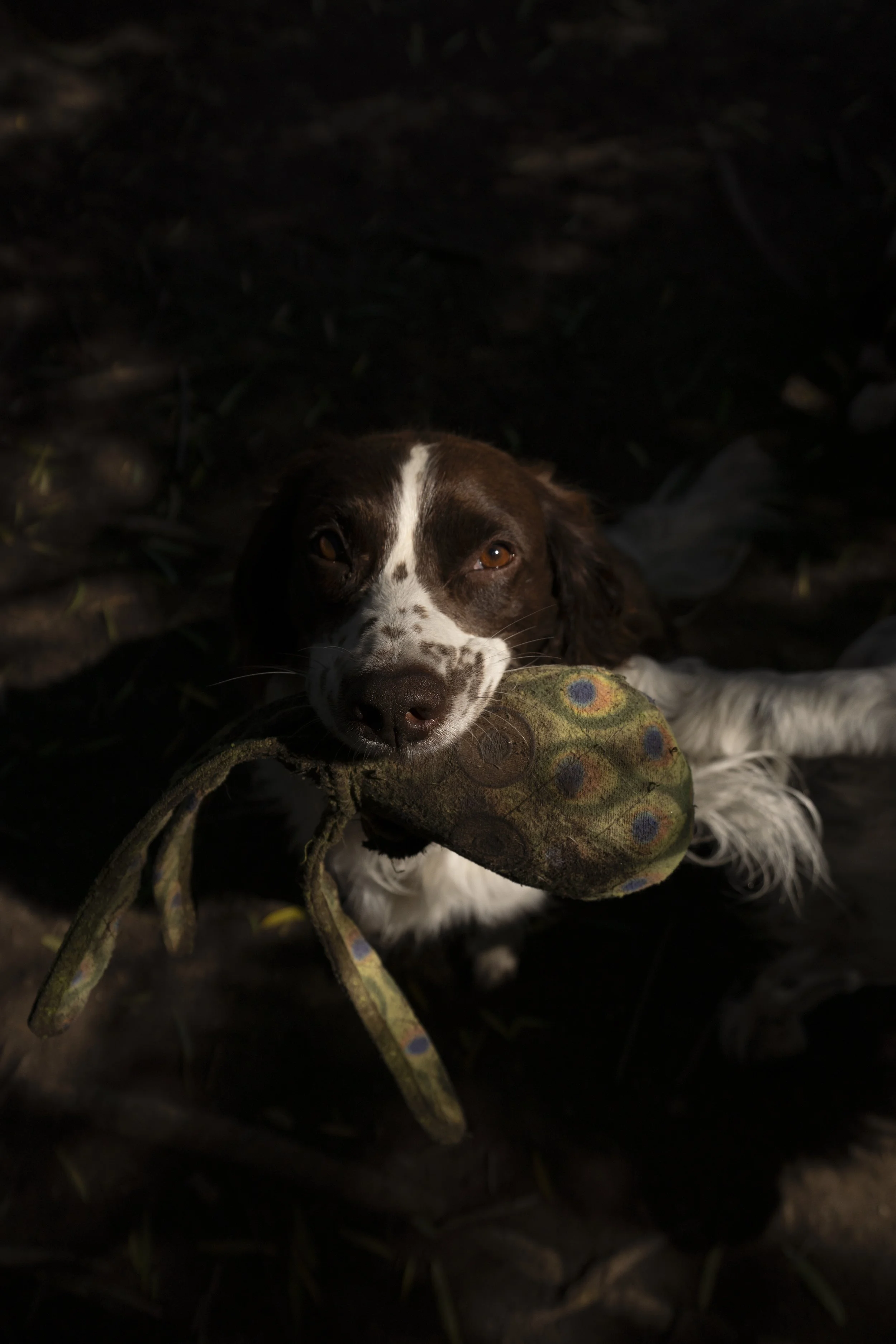 A brown and white springer spaniel dog lying on the ground holding a plush toy in its mouth, with a dark background.