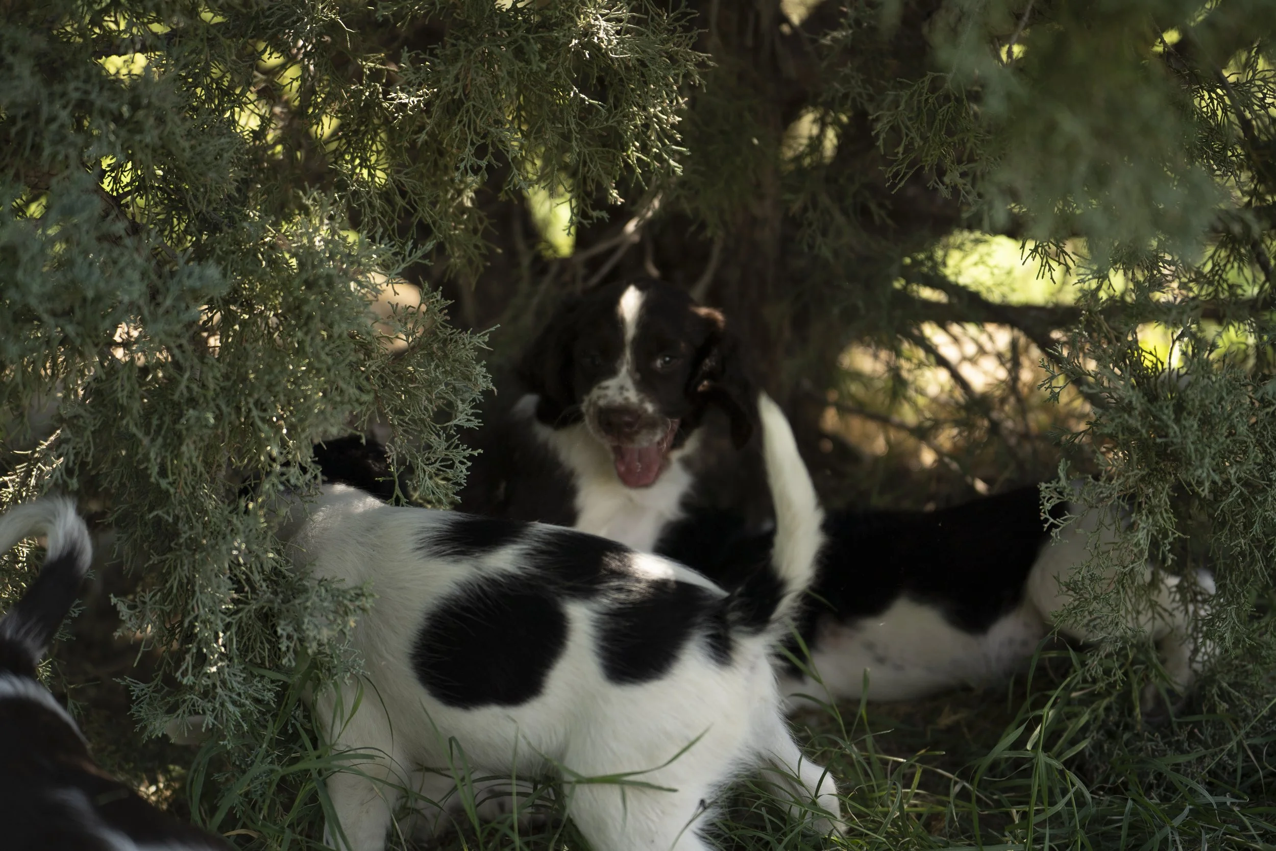 Black and white puppies hiding among dense green shrubbery, one looking out with an open mouth, surrounded by leaves and grass.