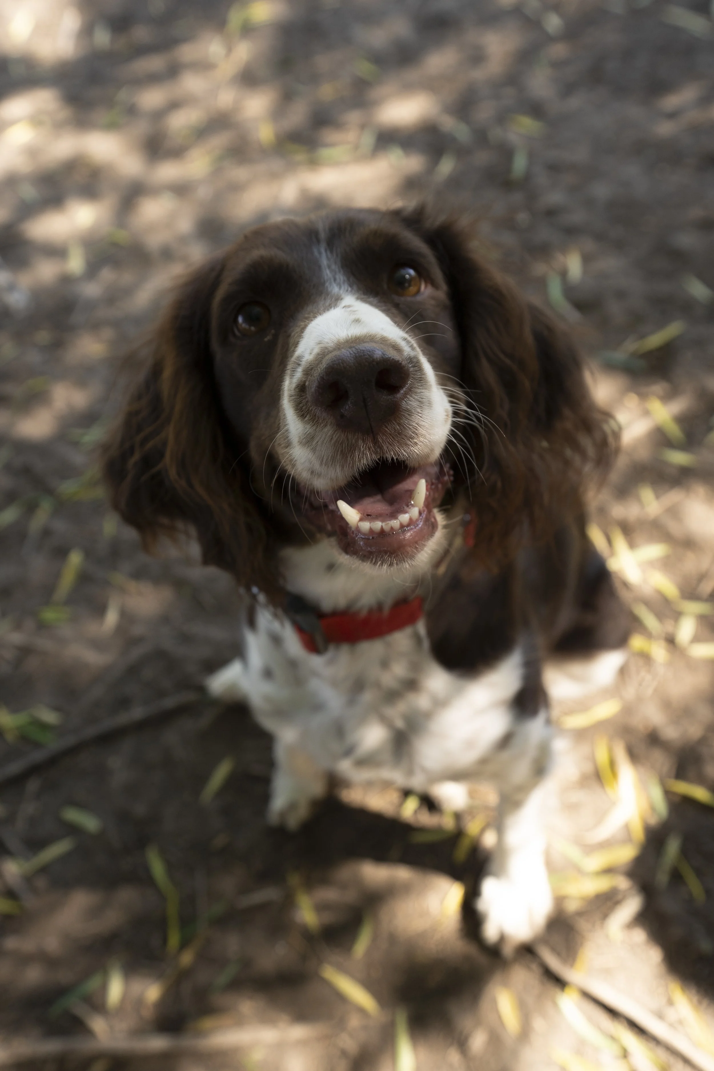 Close-up of a happy brown and white dog looking up outdoors with a joyful expression, surrounded by dirt and fallen leaves.