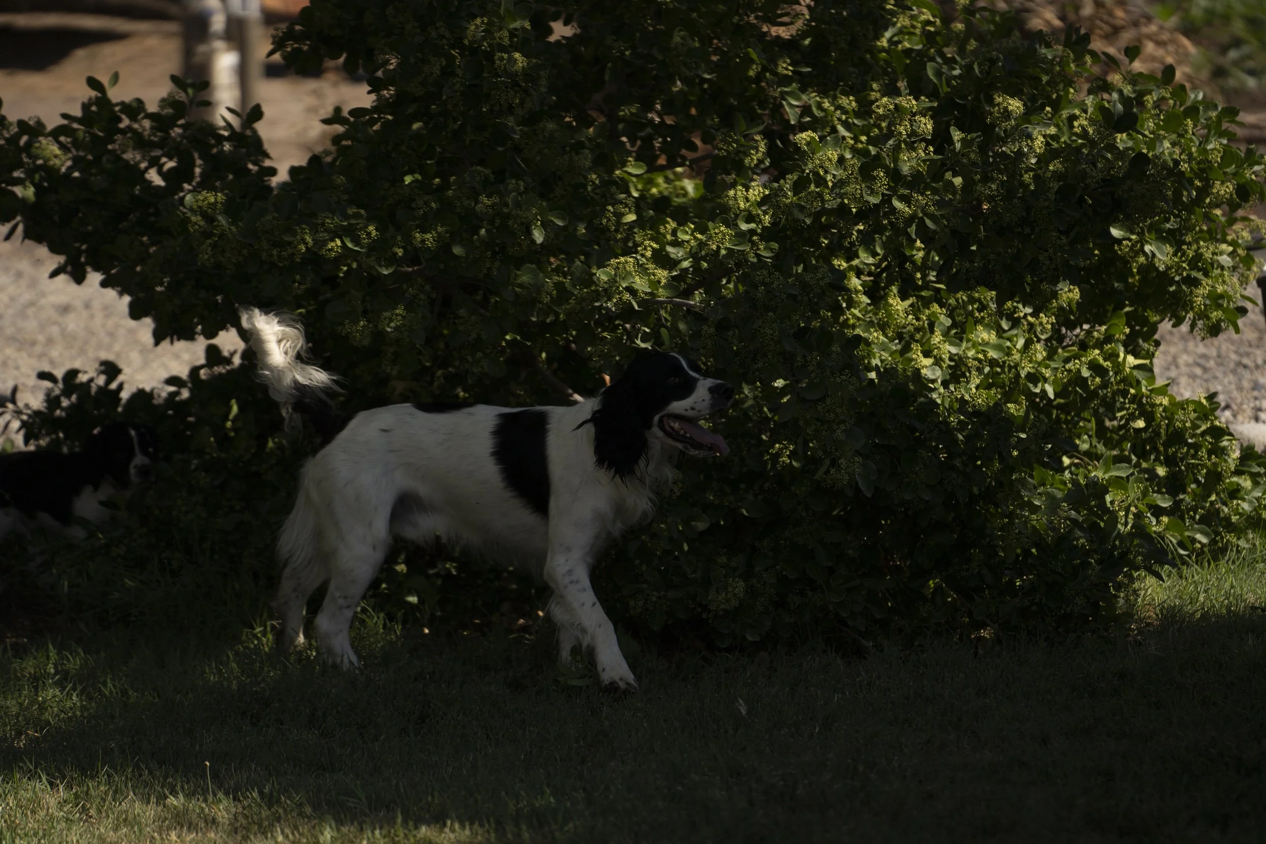 A black and white dog hiding or playing behind a green bush under sunlight.