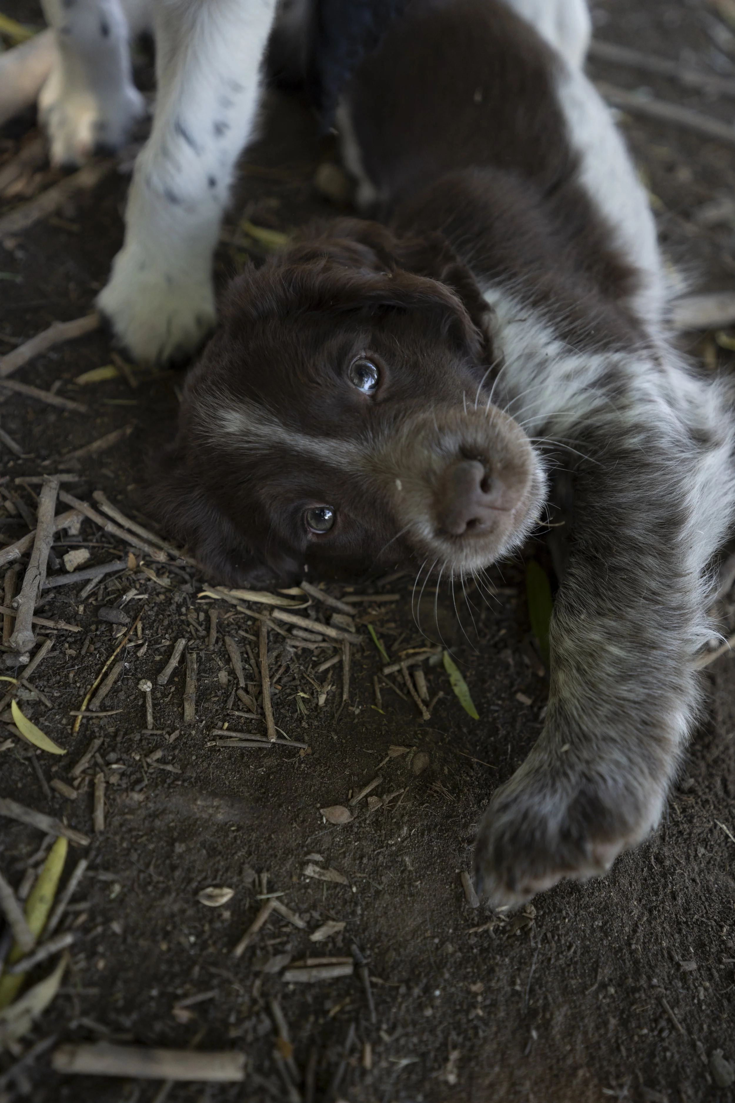 A brown and white puppy lying on the ground, looking up with blue eyes, surrounded by dirt and small twigs.