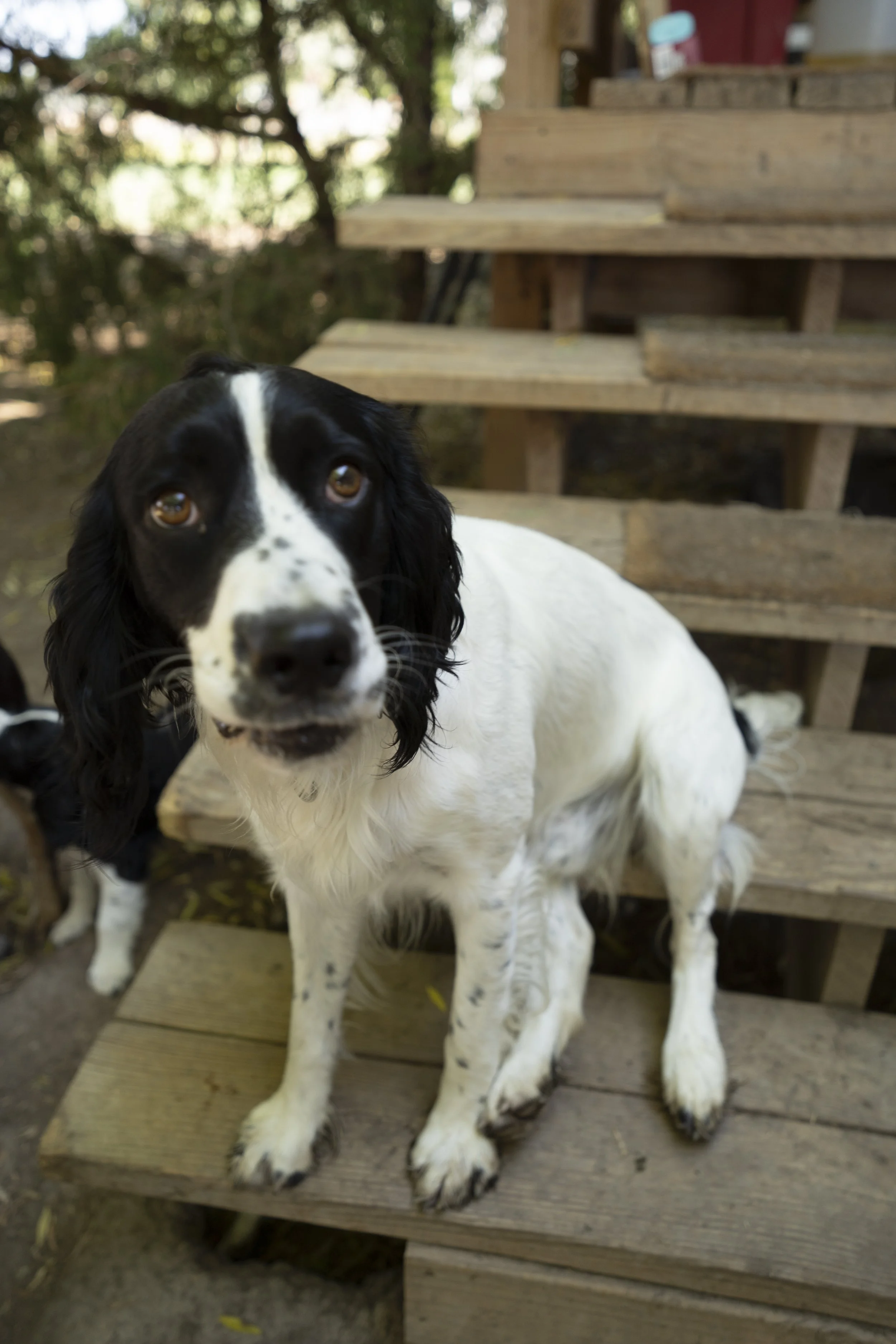 Black and white dog with floppy ears sitting on wooden steps outdoors.