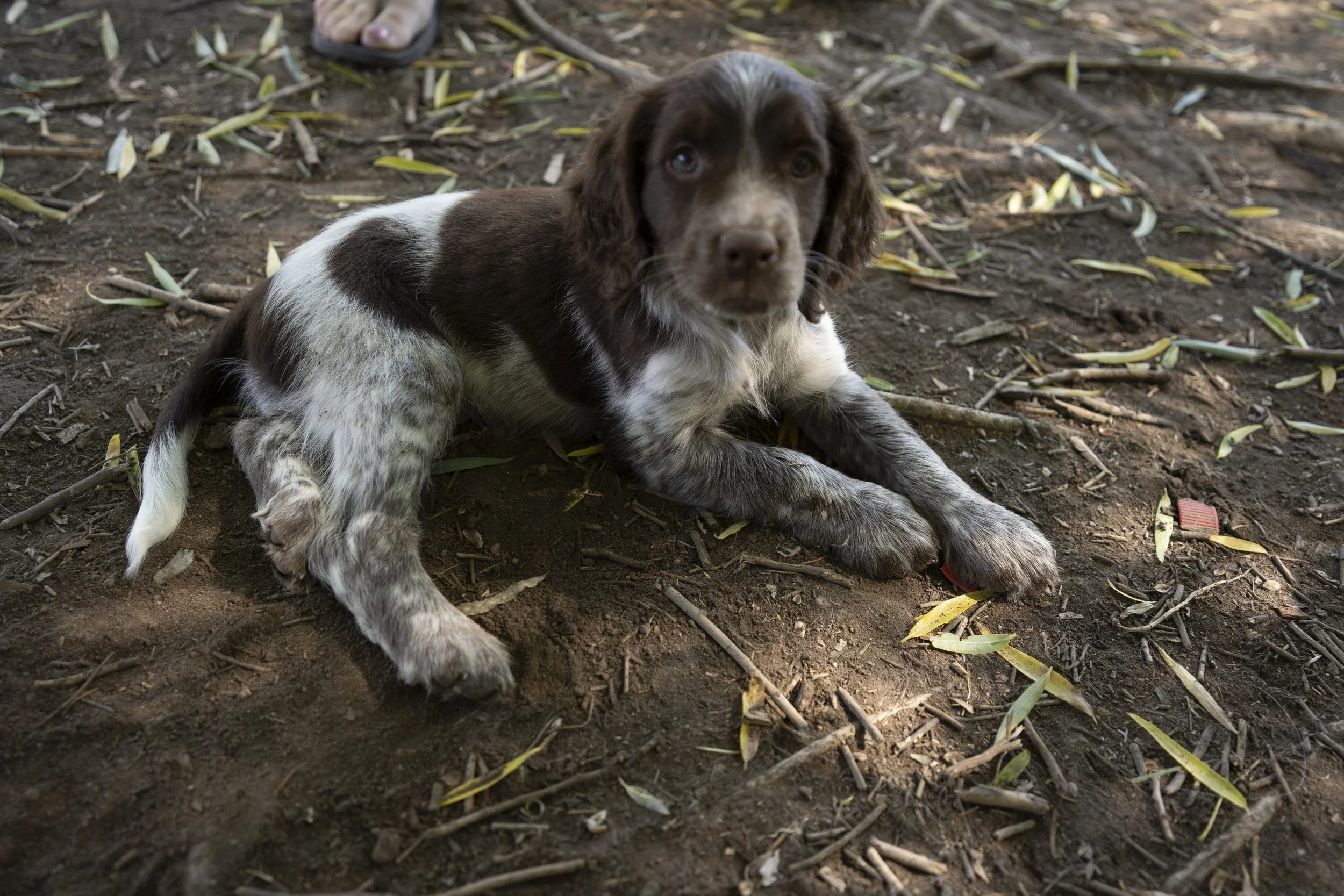 A brown and white puppy lying on the ground among fallen leaves and twigs.