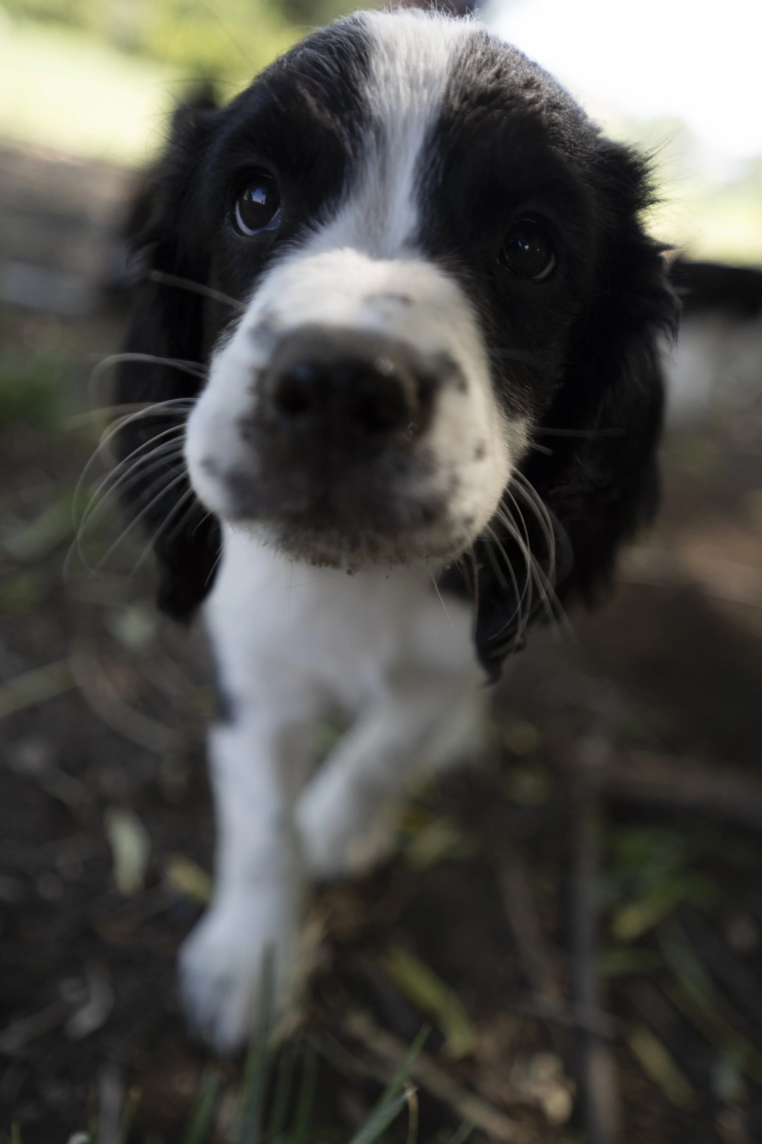 Close-up of a black and white puppy with floppy ears and expressive eyes, outdoors.