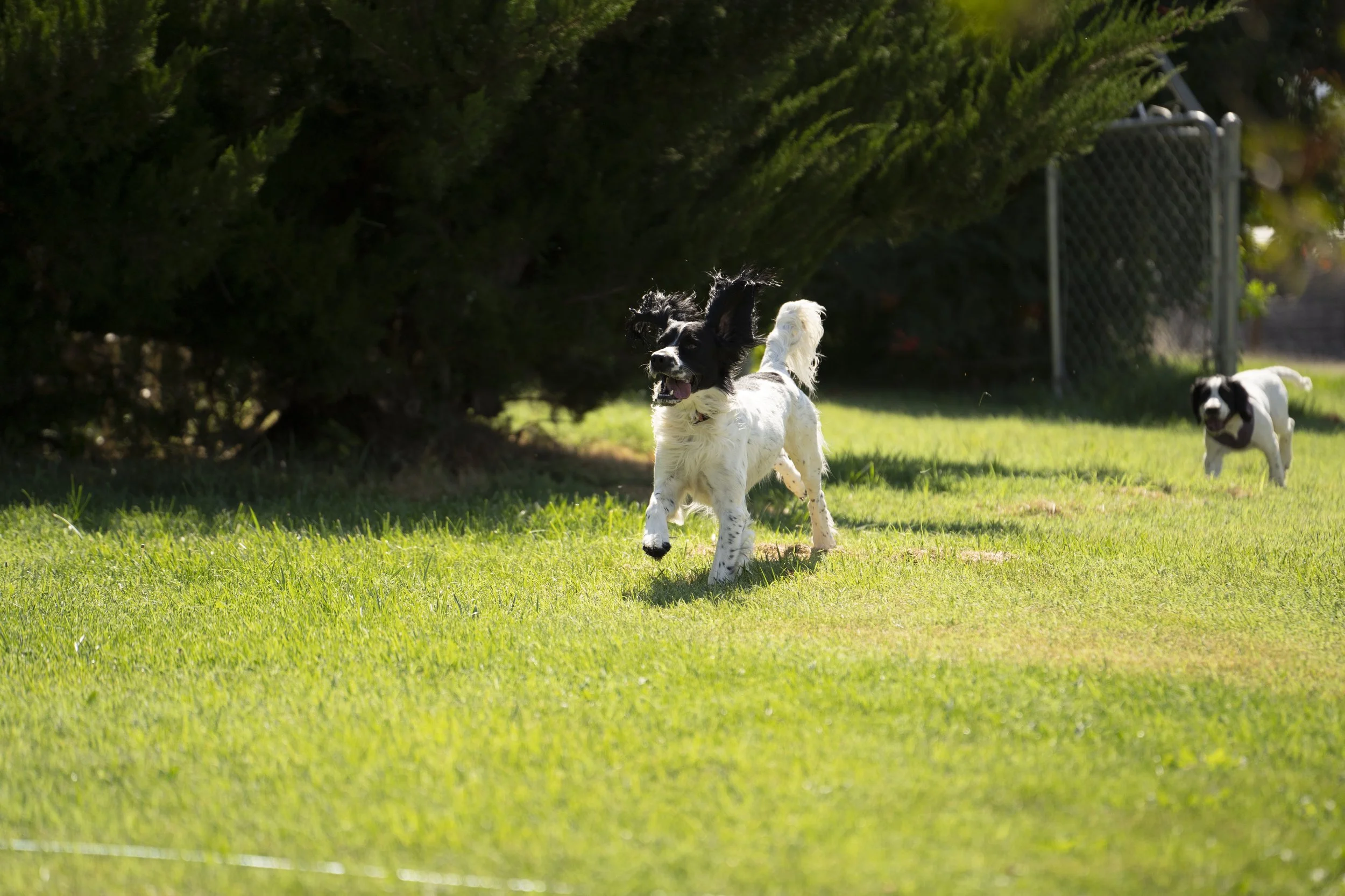 Two dogs running on a grassy lawn with a hedge and chain-link fence in the background.