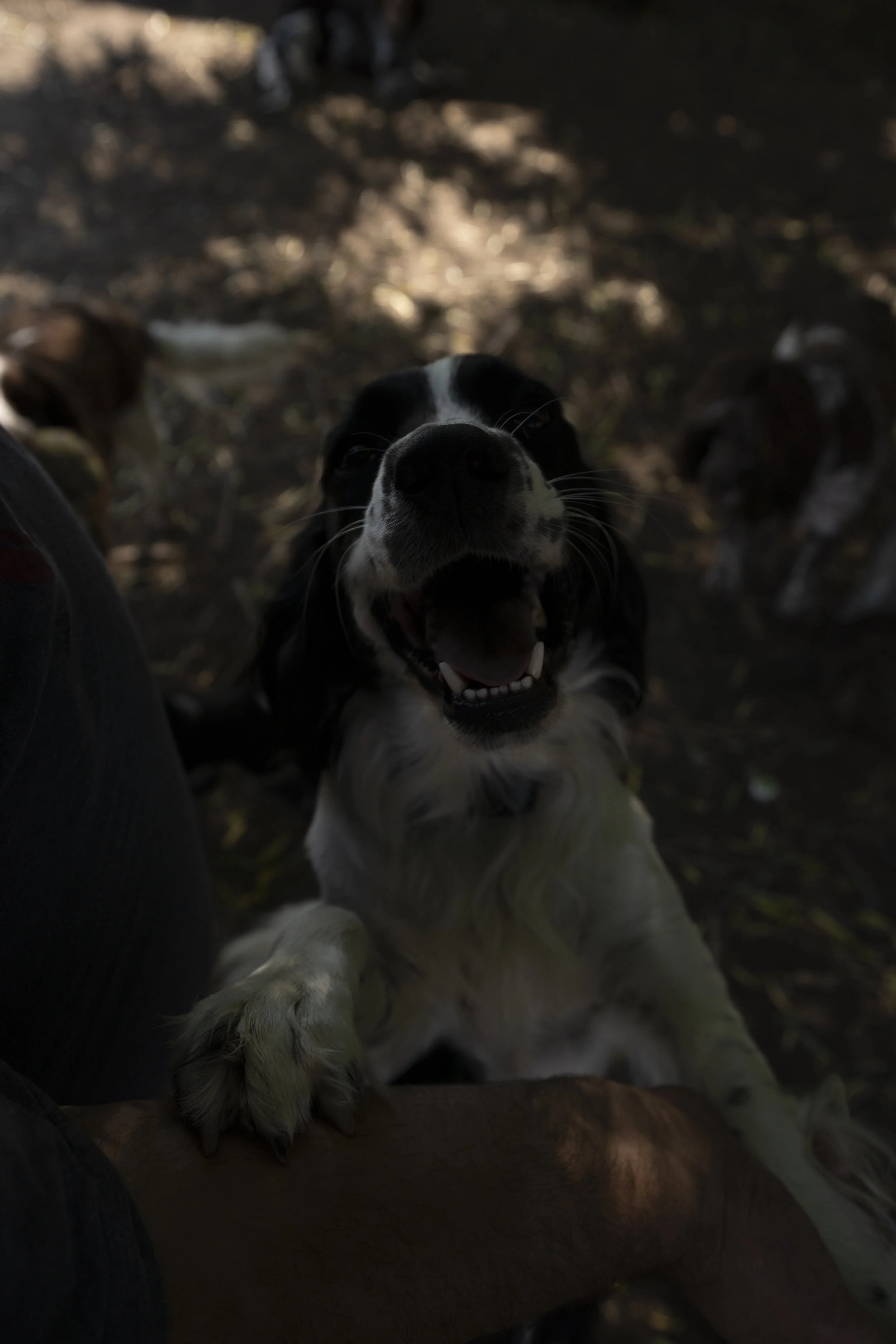 A black and white puppy with a happy expression, standing on its hind legs while holding onto a person's arm, outdoors with a dark, blurred background.