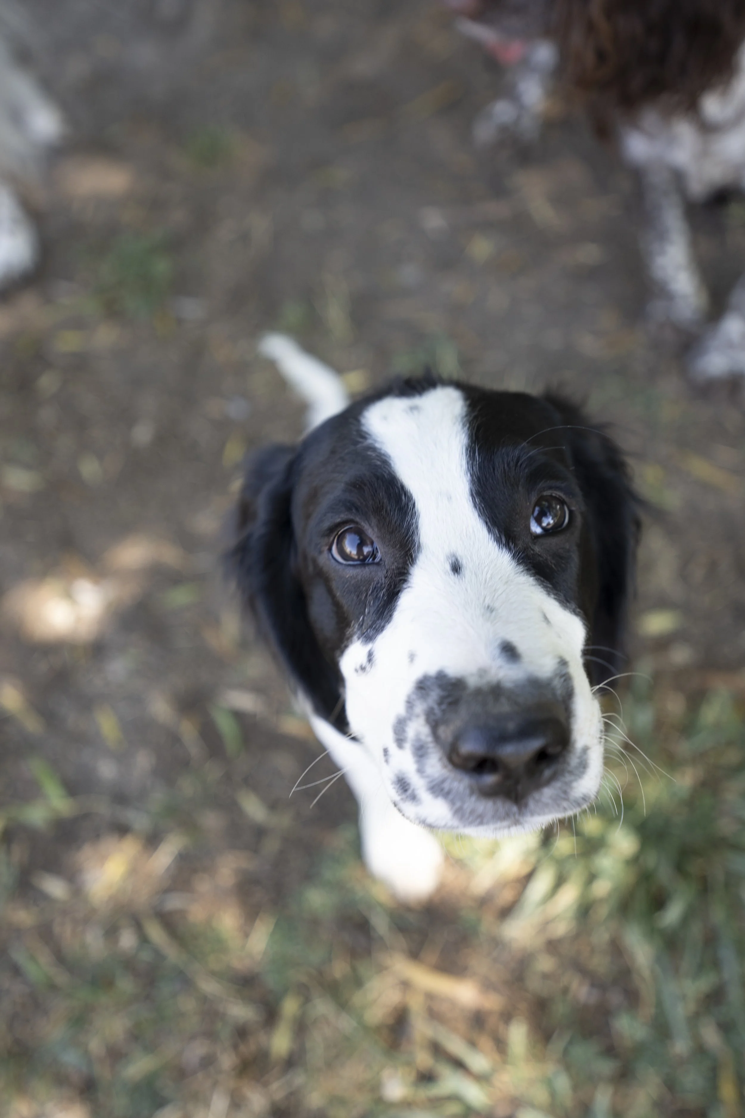 Close-up of a black and white puppy with blue eyes looking up at the camera on a dirt ground with some grass and leaves.