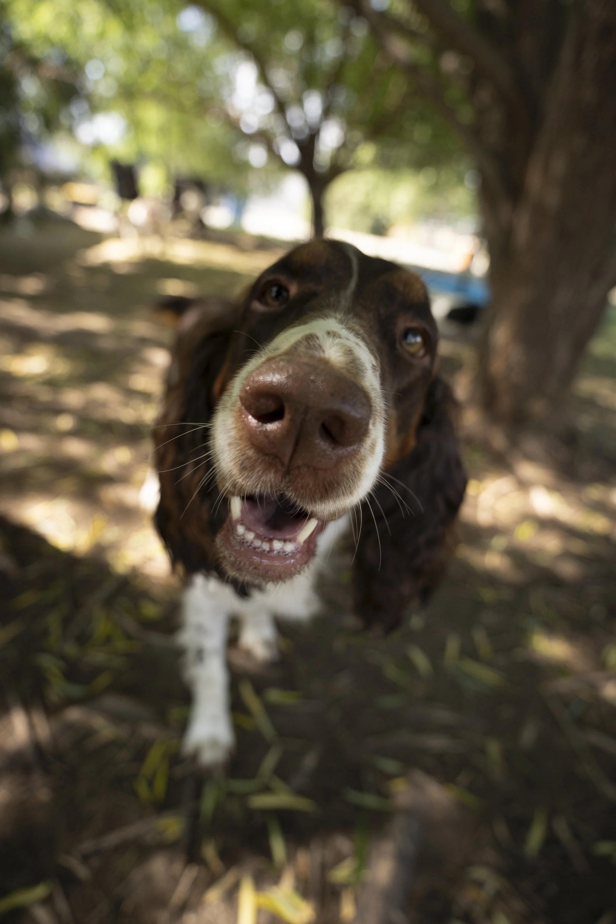 Close-up of a brown and white dog with a happy expression, outdoors under a tree with leaves and branches in the background.