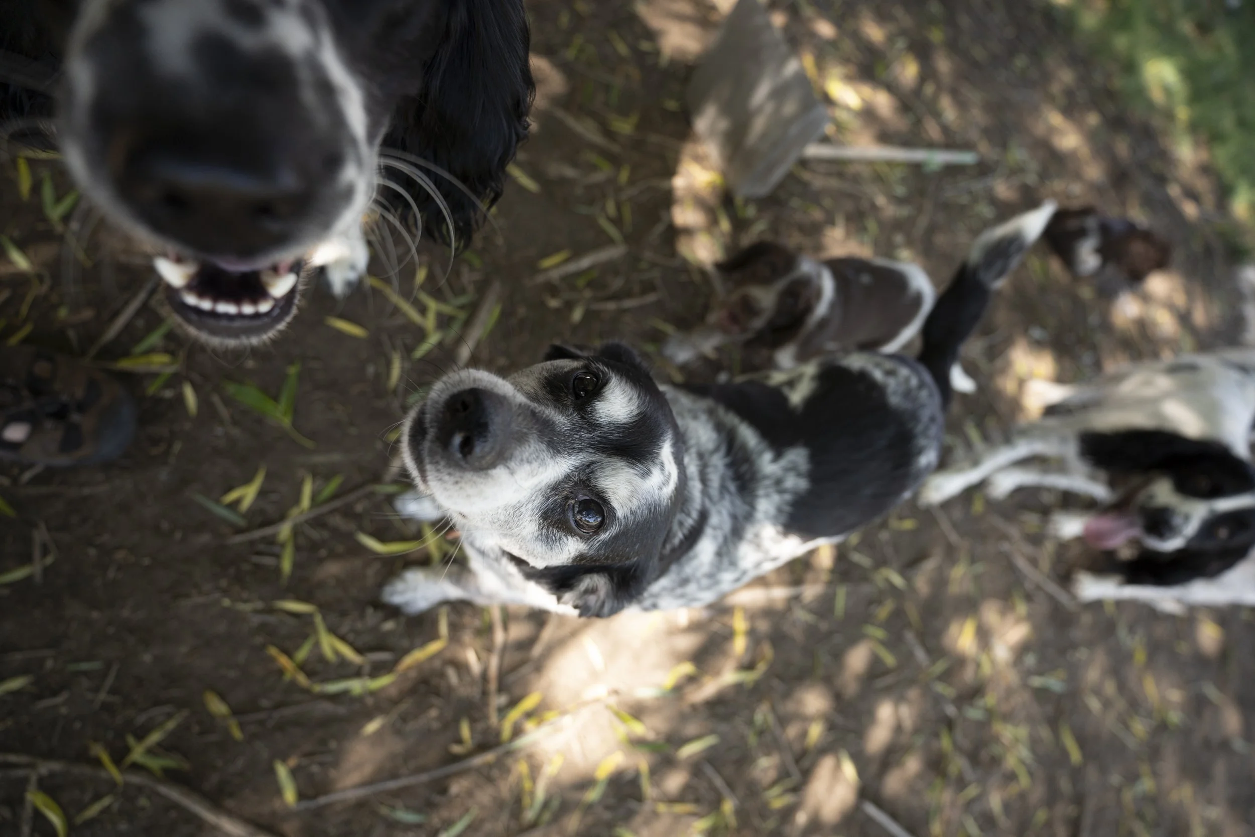 Close-up view of a black and white dog with a happy expression, surrounded by several other dogs in an outdoor setting with dirt and fallen leaves.