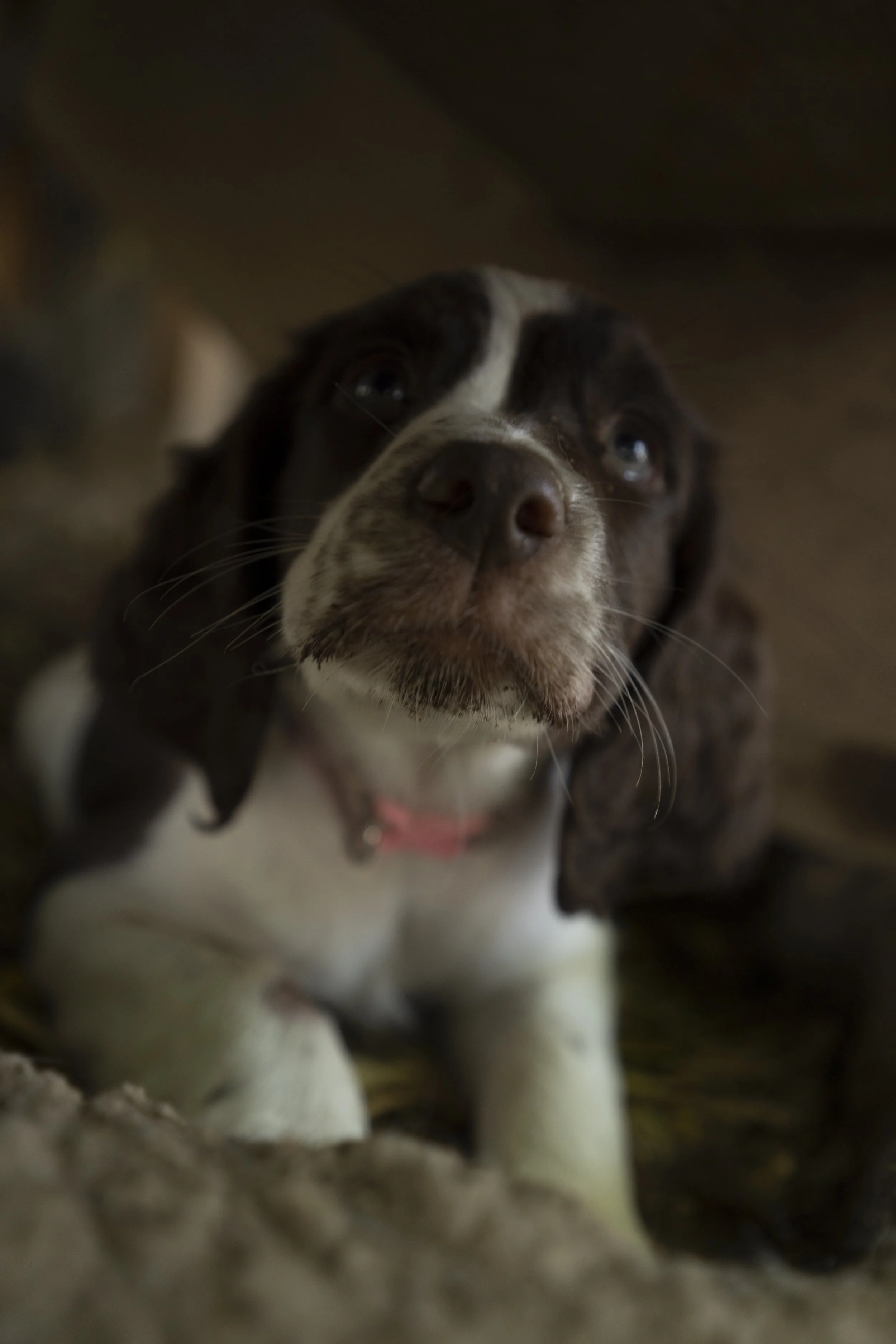 Close-up of a black and white puppy with a pink collar looking up.