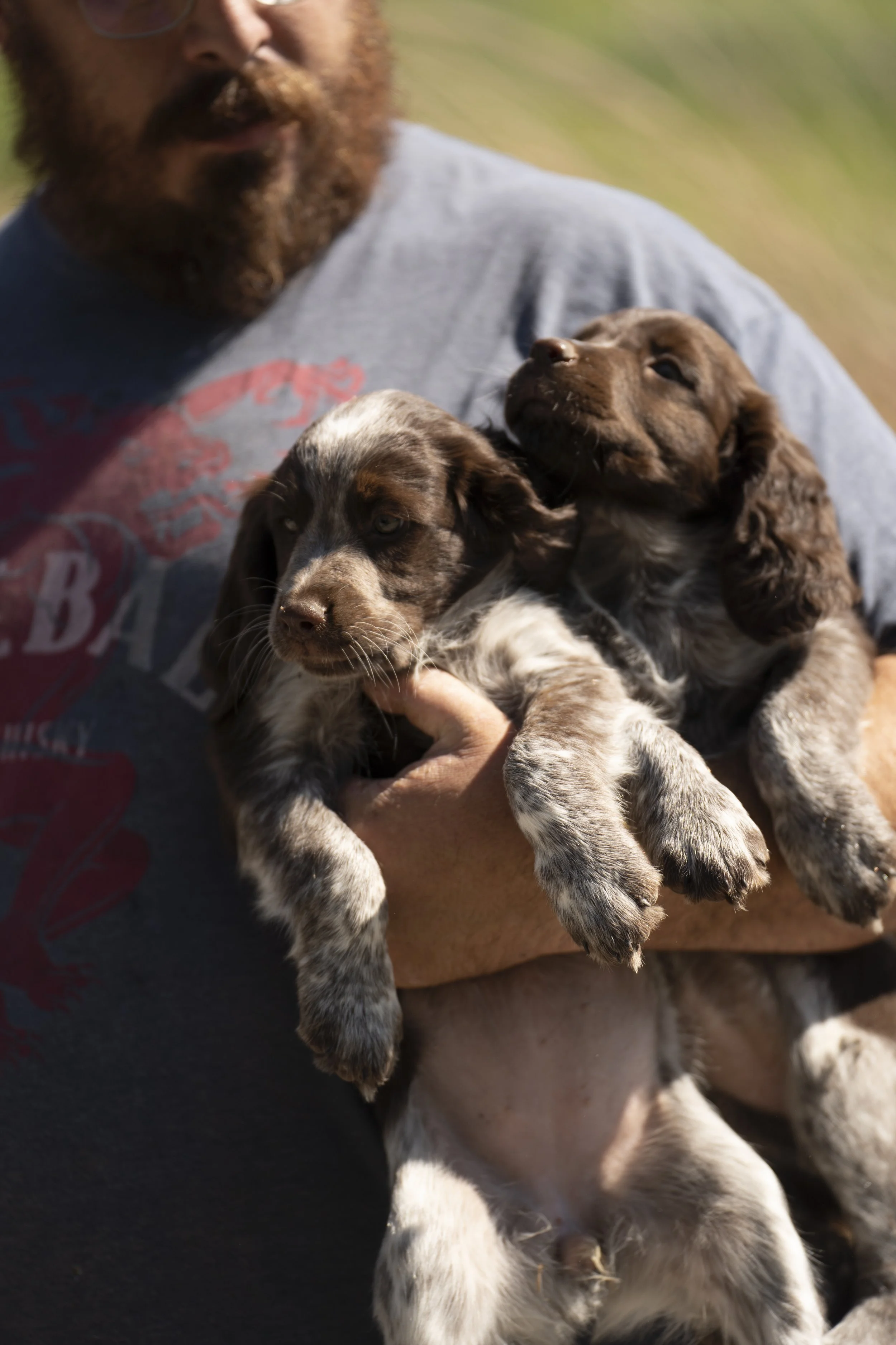 Person holding two puppies outdoors with a blurred grassy background.