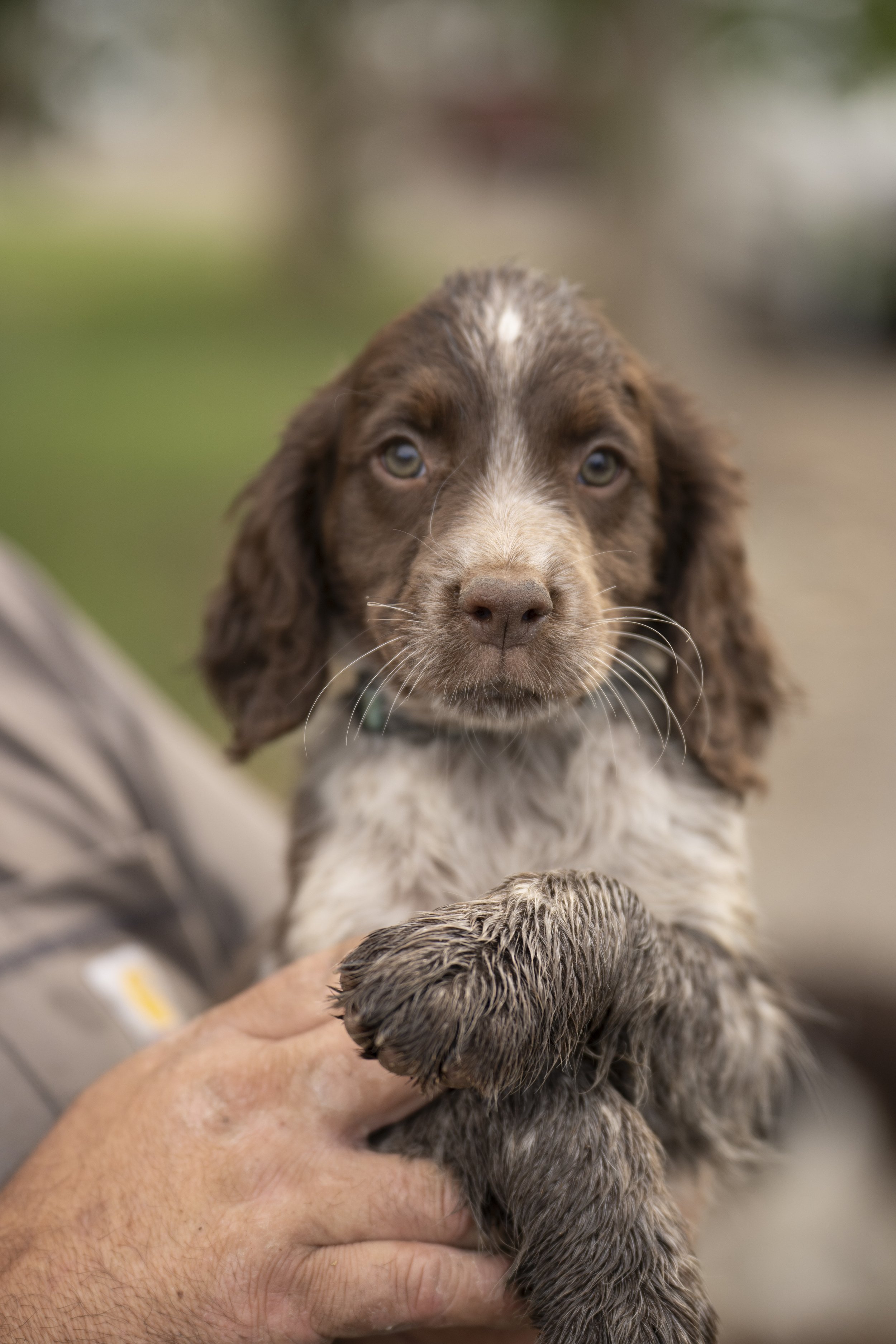 Close-up of a brown and white puppy with floppy ears, being held by a person.