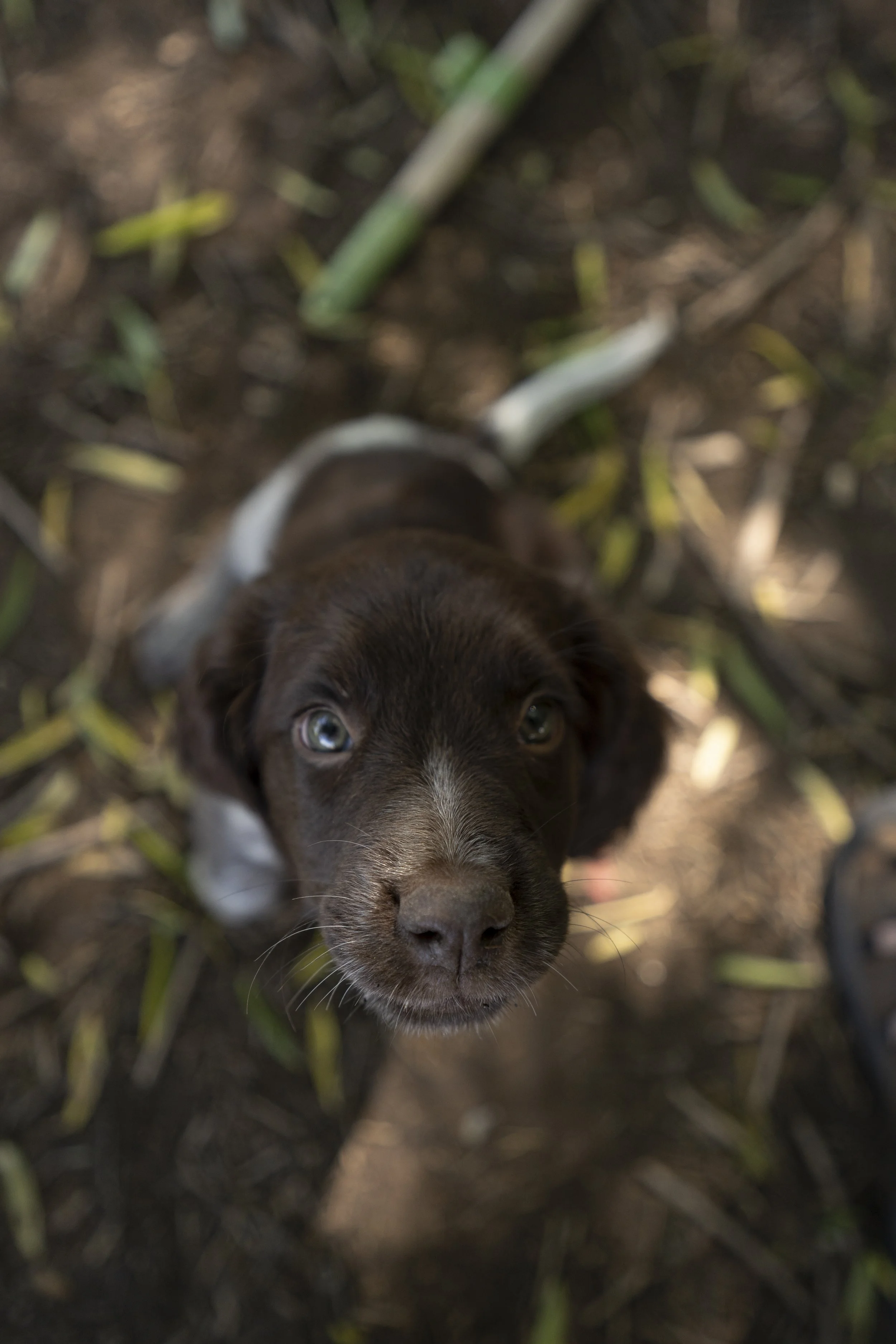 Close-up of a brown puppy with blue eyes looking upward from the ground covered with grass and soil.