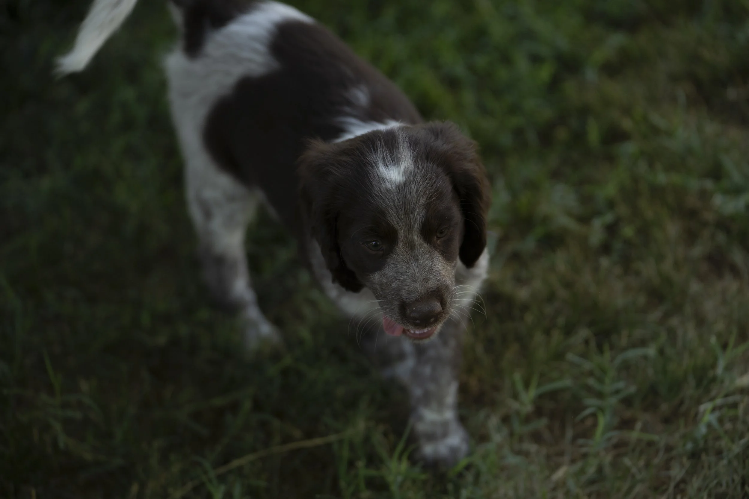 A brown and white puppy with floppy ears walking on grass, with its tongue slightly out.