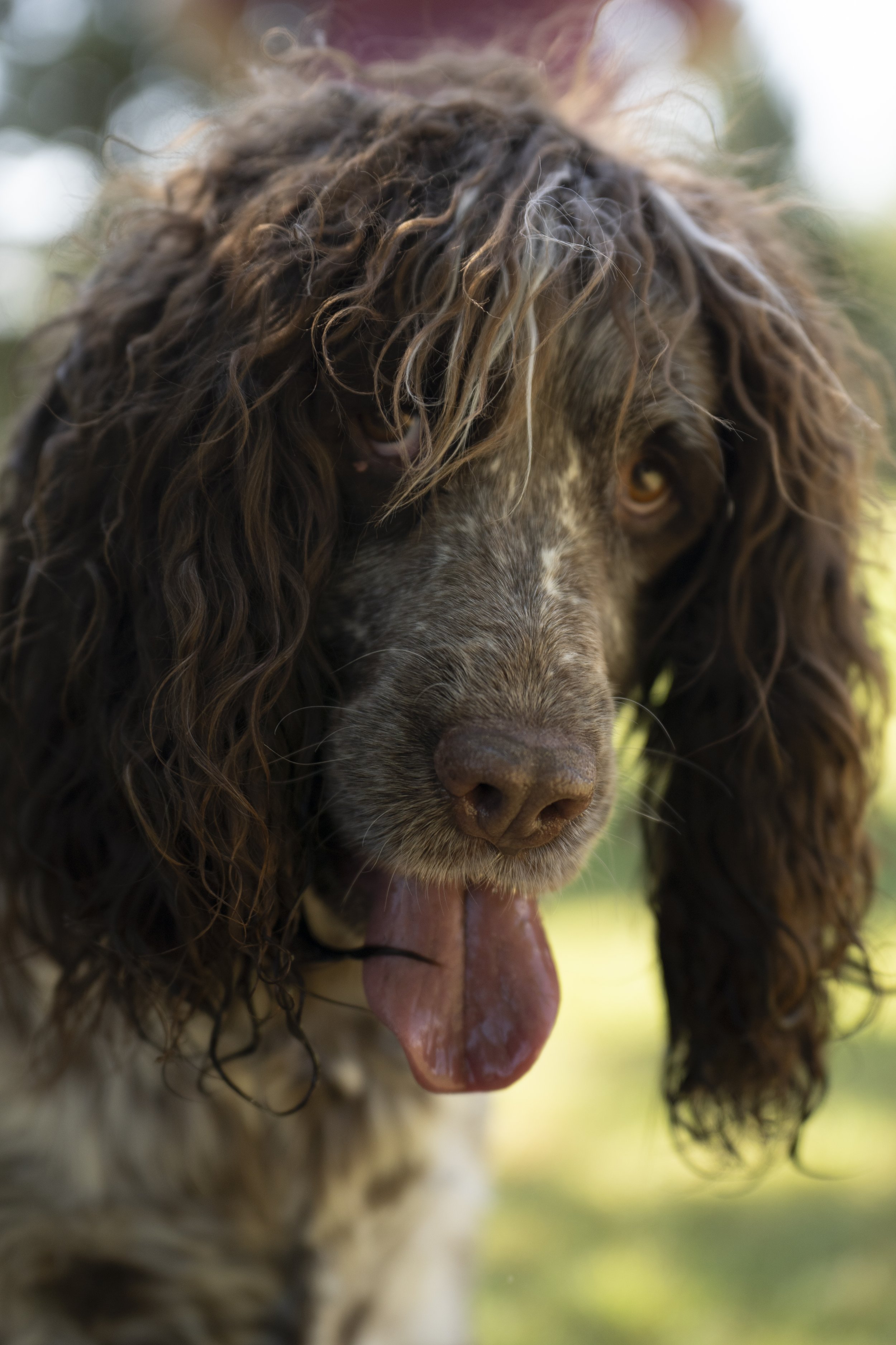 Close-up of a brown, curly-haired dog with its tongue hanging out.