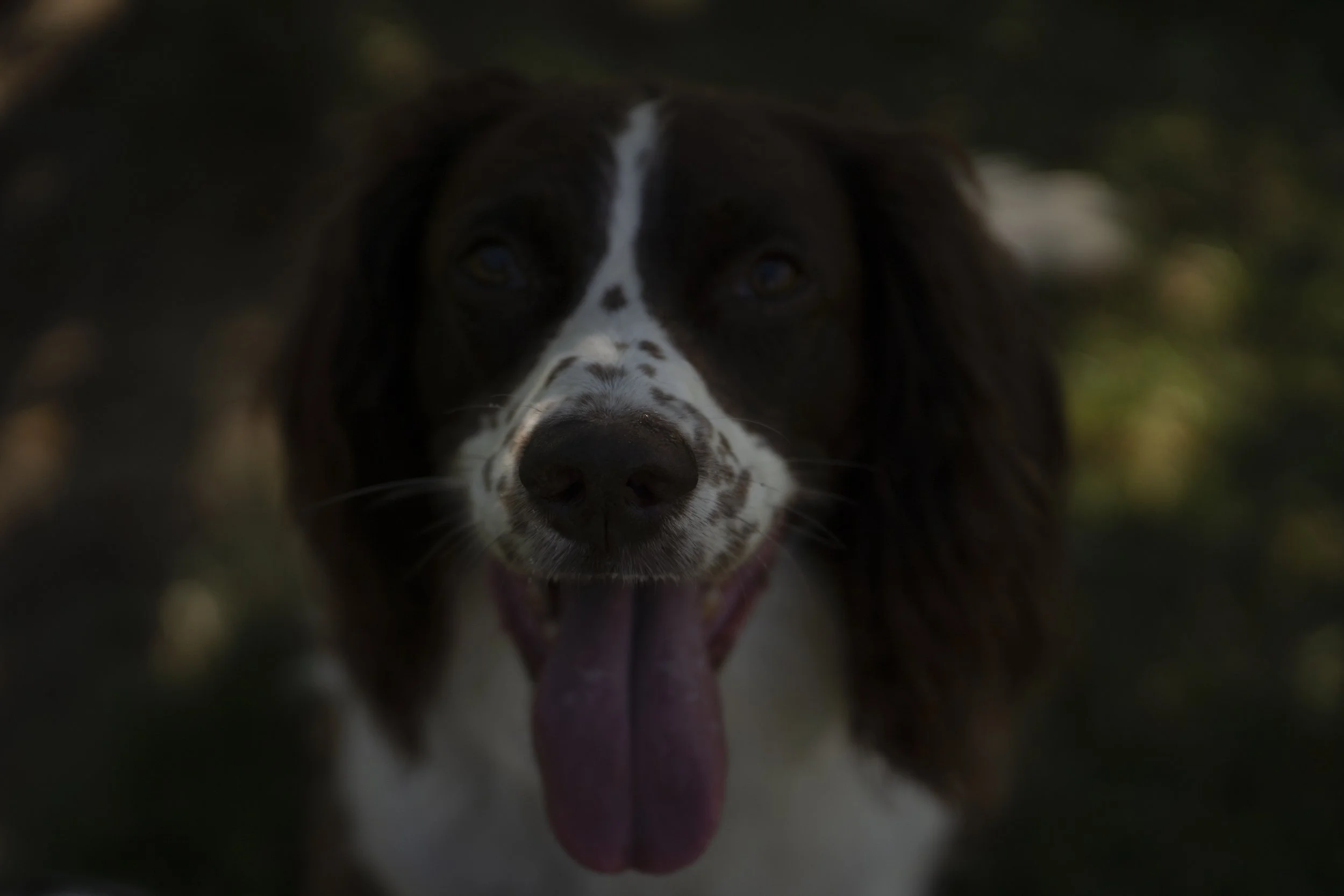 Close-up of a brown and white dog with floppy ears, looking directly at the camera outdoors.