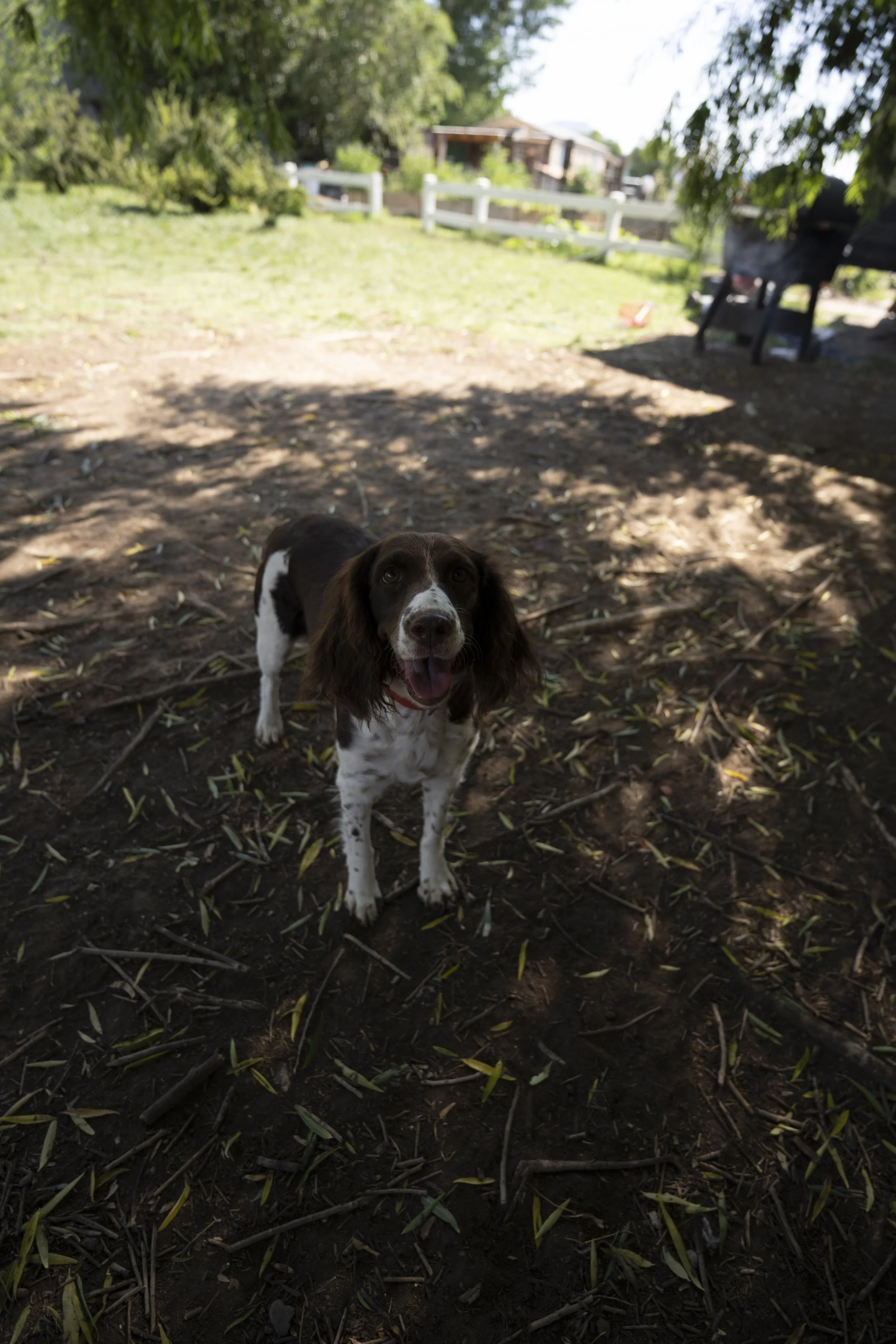 A happy brown and white dog standing outdoors on dirt ground, partially shaded by trees, with a backyard and houses in the background.