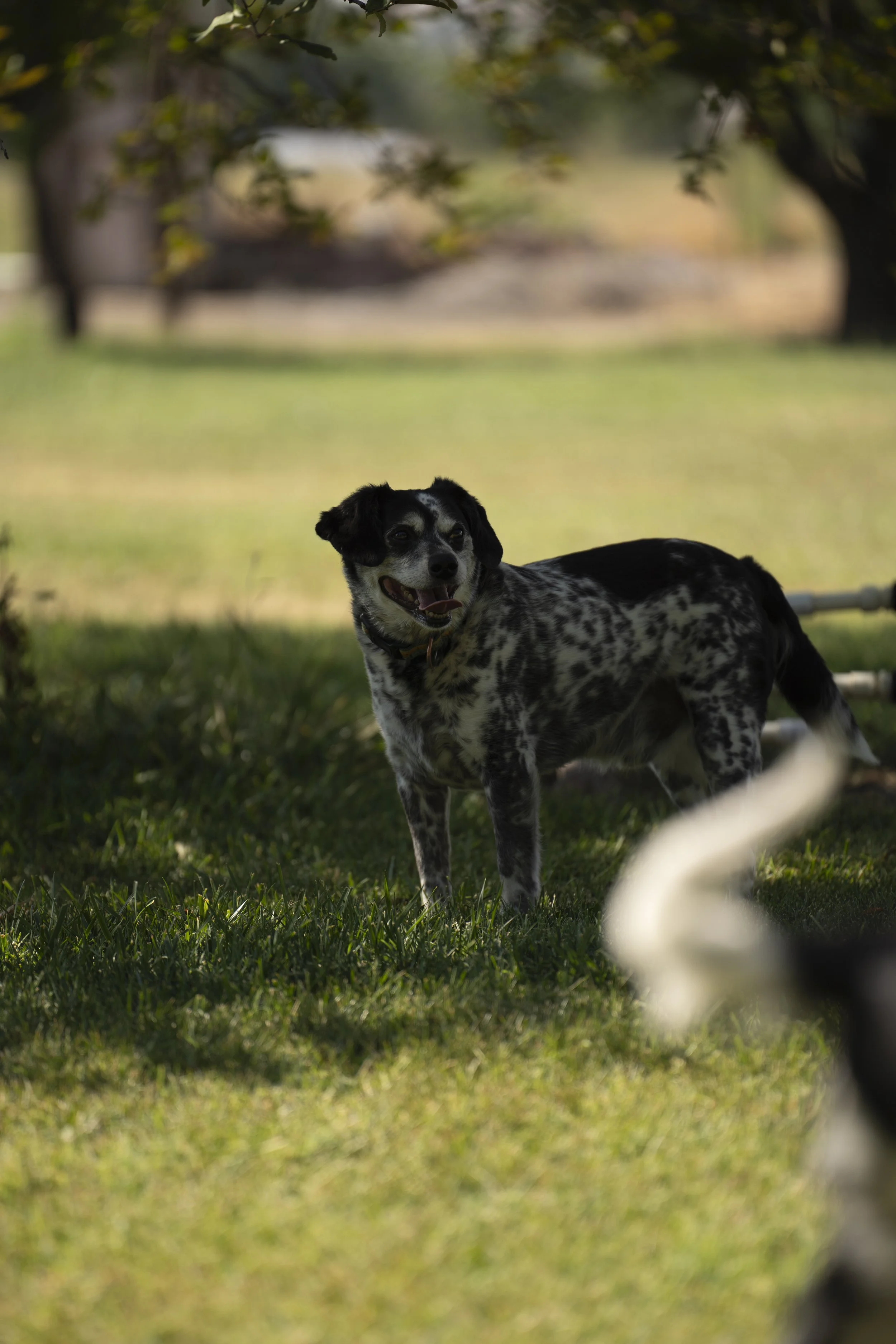 A black and white dog with a happy expression, standing on grass in a park with trees and blurred background.
