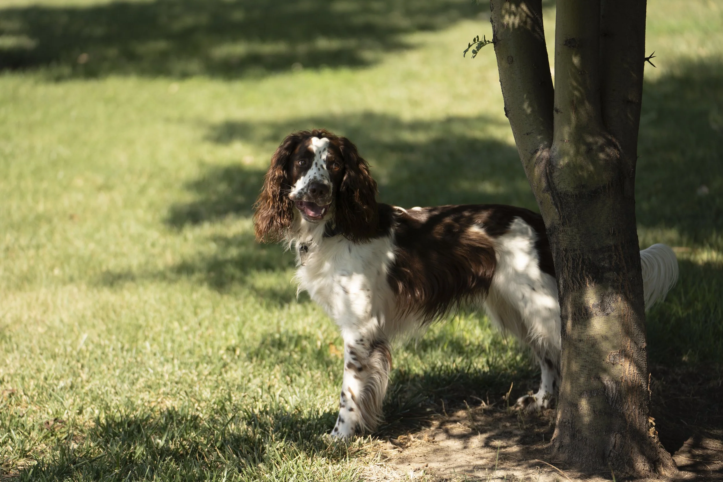 A brown and white English Springer Spaniel dog standing outdoors near a tree. The dog is on green grass with sunlight filtering through the trees.