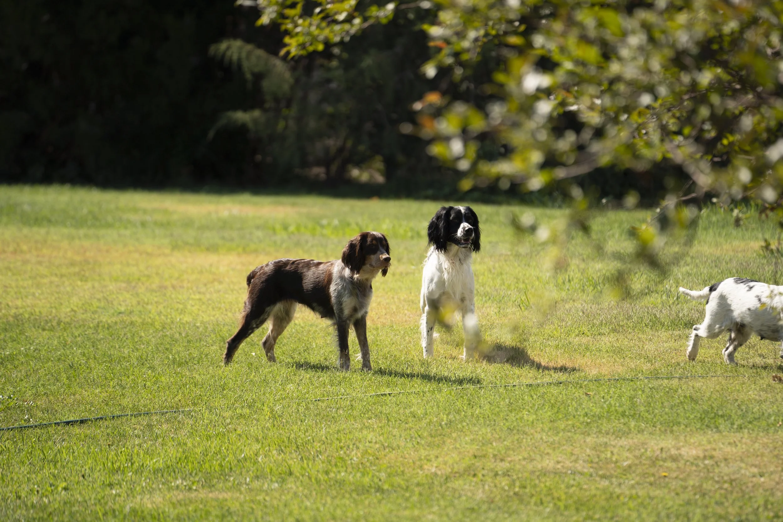 Three dogs playing on a grassy yard in front of trees and bushes.