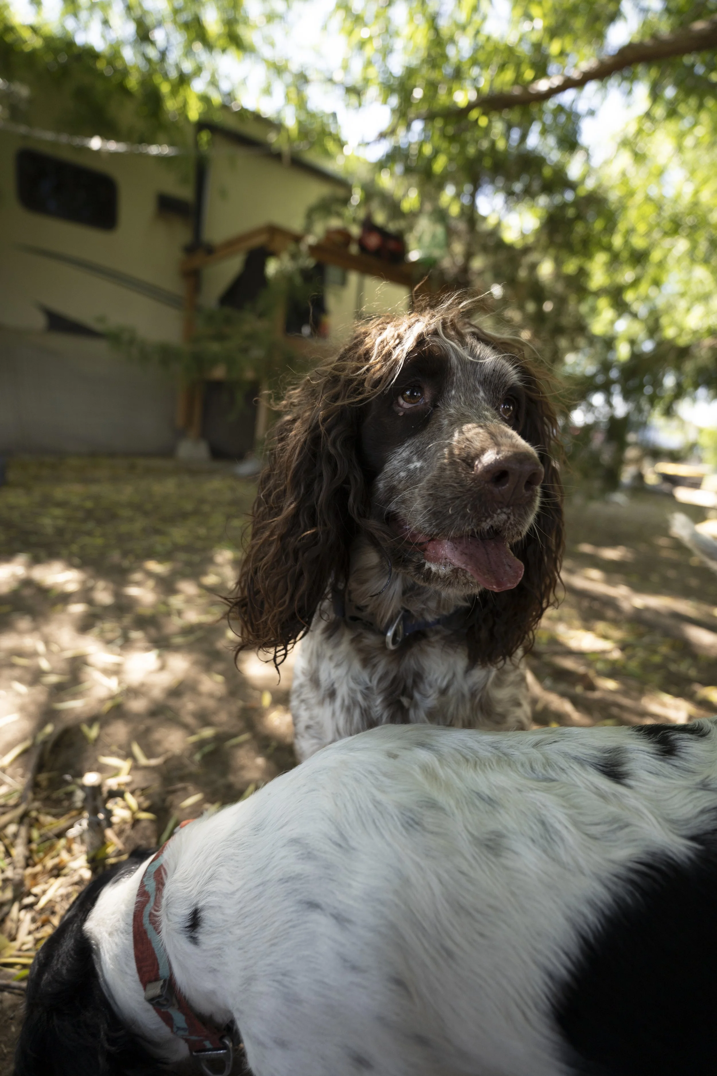 Close-up of a brown and white English Springer Spaniel dog with long ears and expressive eyes outdoors, with a green leafy background.