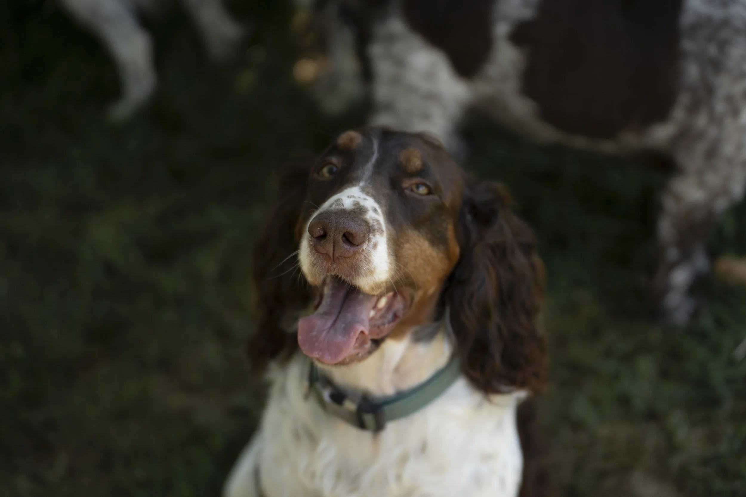 A close-up of a big dog with a brown and white coat, possibly an English Setter, looking directly at the camera with its mouth open and tongue slightly out, outdoors with greenery and rocks in the background.