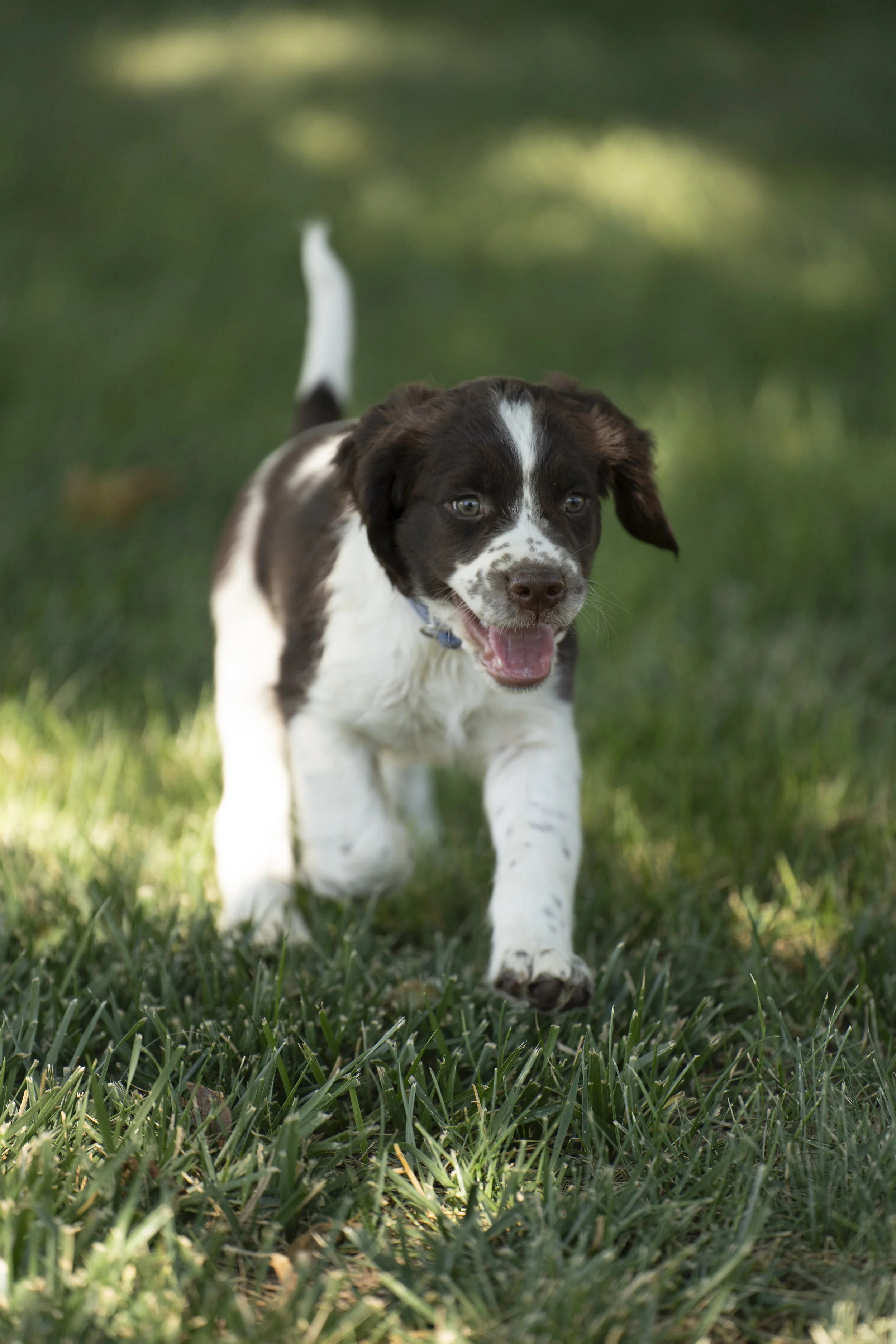 A playful black and white puppy running on green grass with a blurred background.