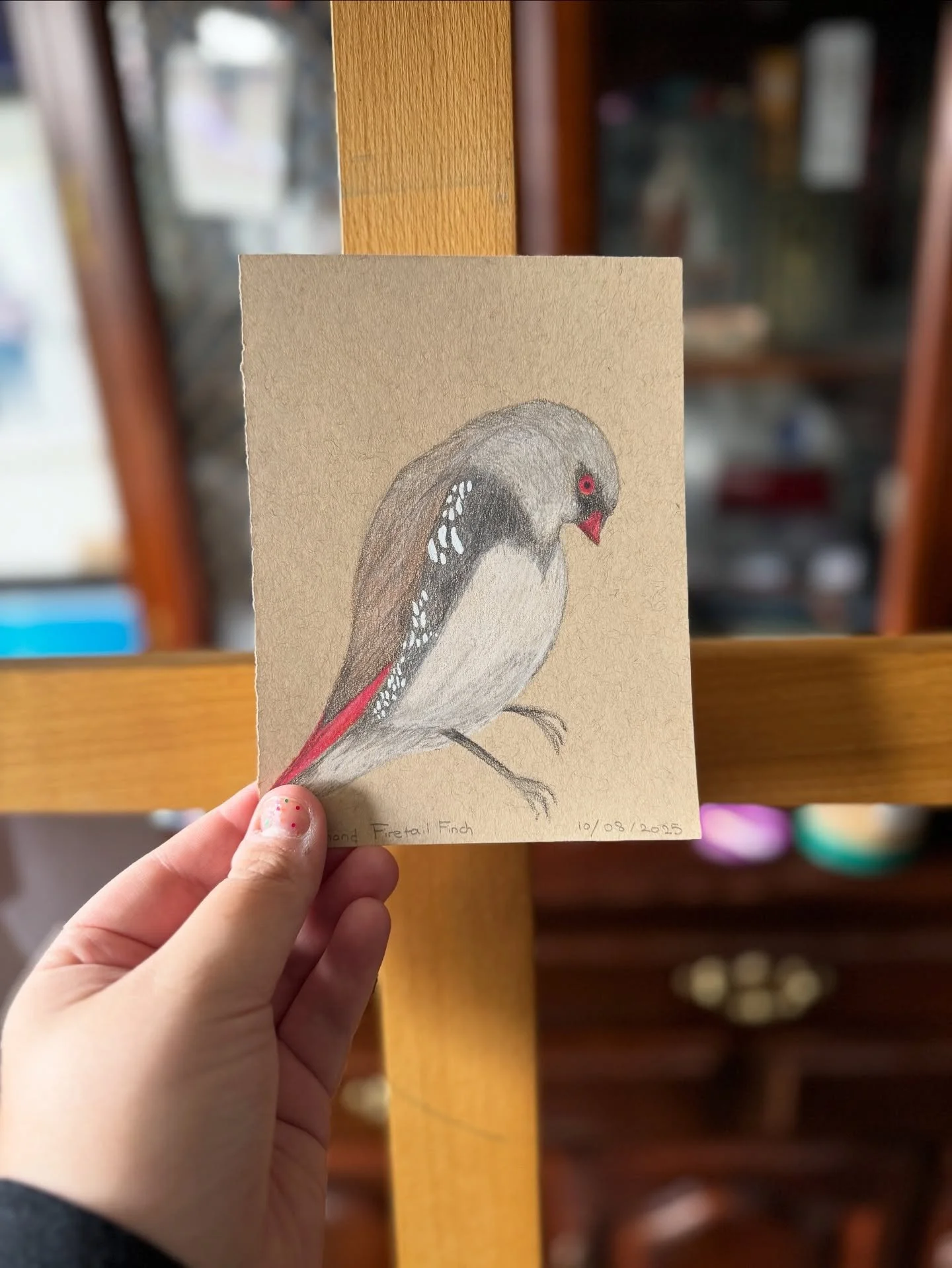 hello! I'm not behind on drawing for #birdtober but i AM behind on posting for #birdtober so expect maybe an annoying amount of posts :) 

#birdtober2025 #birdtober2025day8 #diamondfiretailedfinch