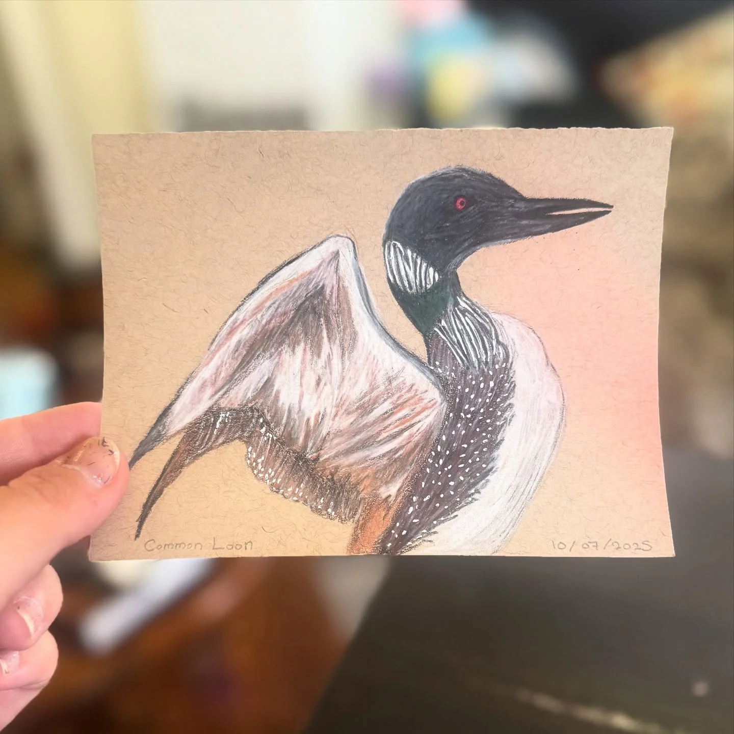 This one almost didn't happen I am sleepy and the only thing I want to do is play animal crossing BUT I managed to scribble something down 🫠 

#birdtober #birdtober2025 #birdtober2025day7 #commonloon