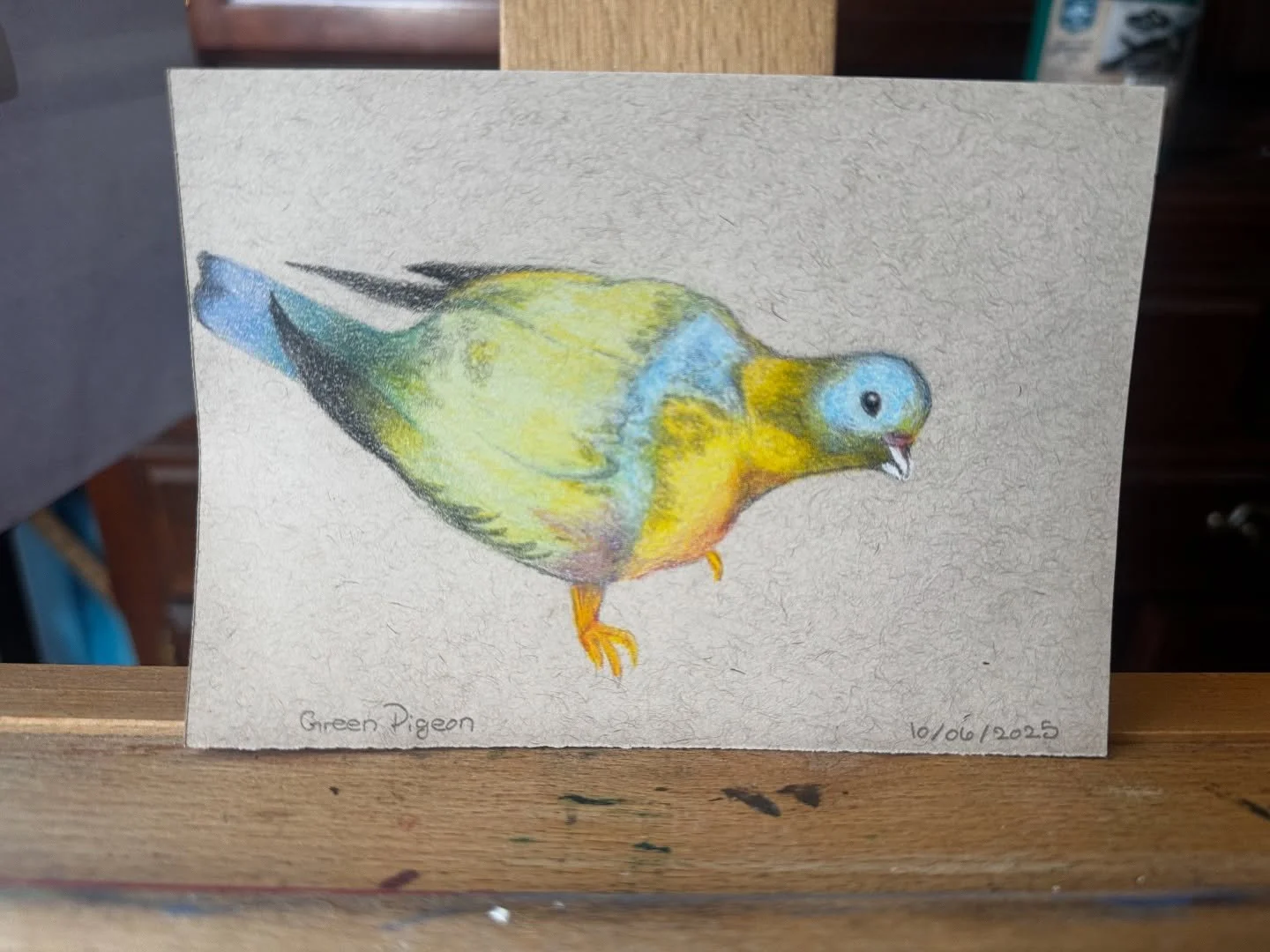 Hello little green pigeon :) 🐦

#birdtober #birdtober2025 #birdtober2025day6 #greenpigeon