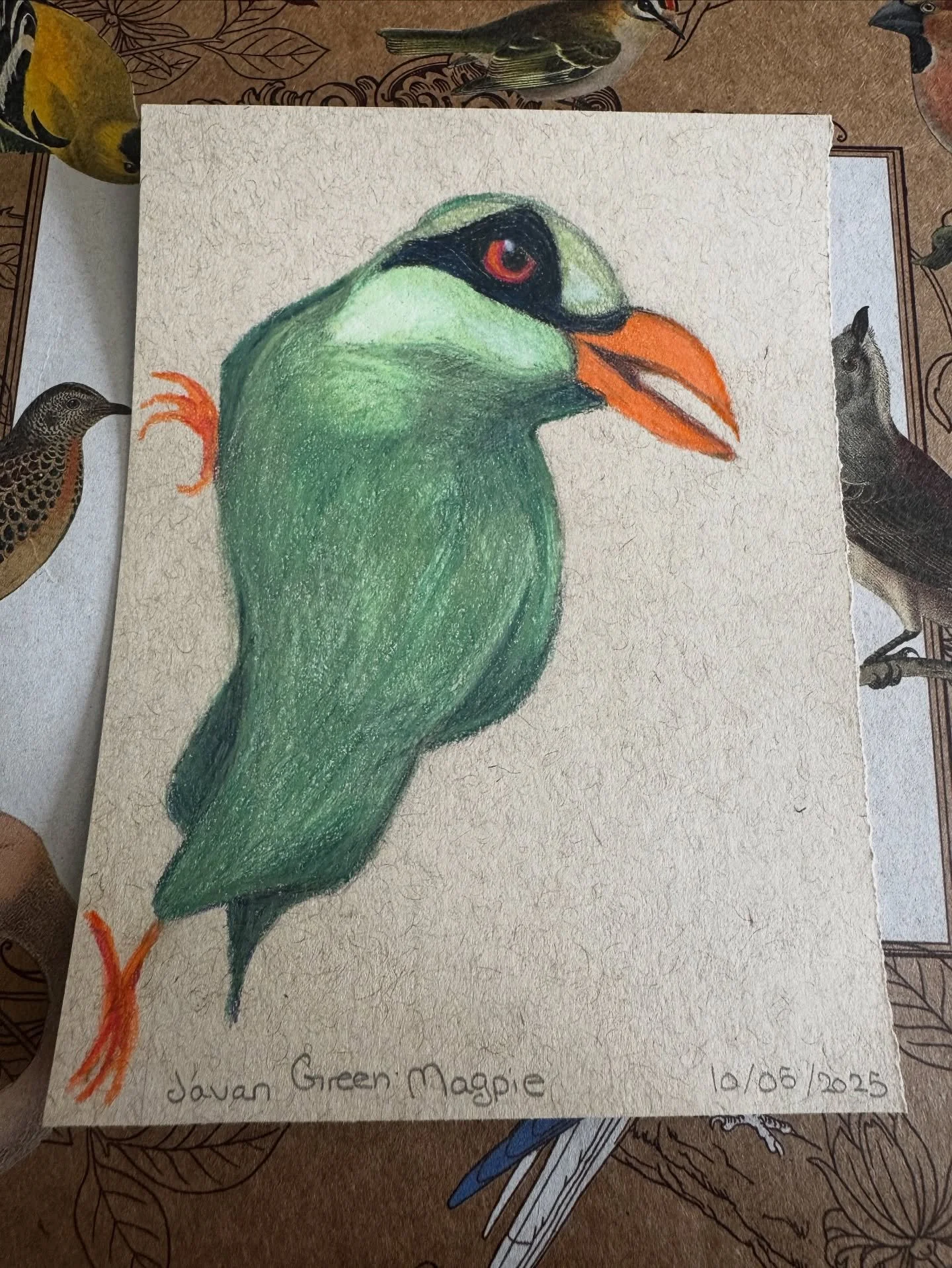 What a colorful guy 🤩

#birdtober #birdtober2025 #birdtober2025day5 #javangreenmagpie