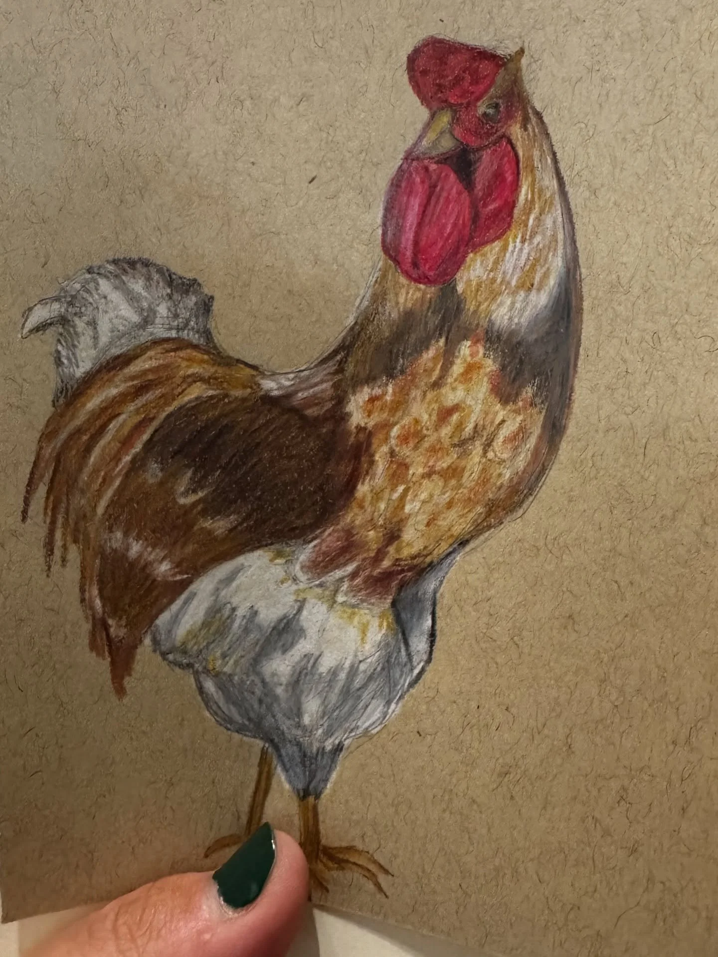 My partner has named this one Scotch, so Scotch he shall be! 

#birdtober #birdtober2025 #birdtober2025day4 #wyandottechicken