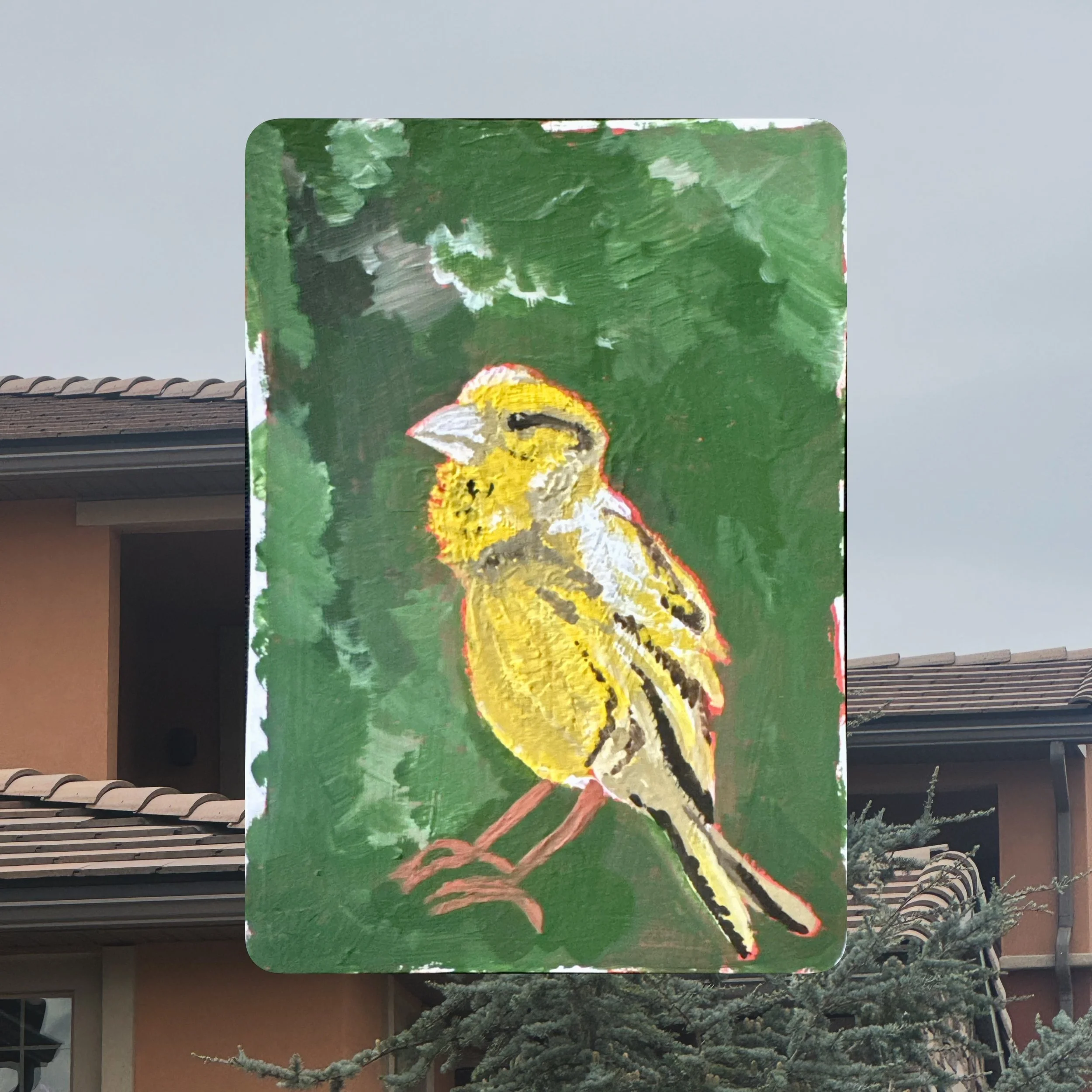 #birdtober2026 Day 5 - Atlantic Canary

Gouache on paper
2.5x3.5 in. Artist Trading Card

#birdtober2026day5 #atlanticcanary
