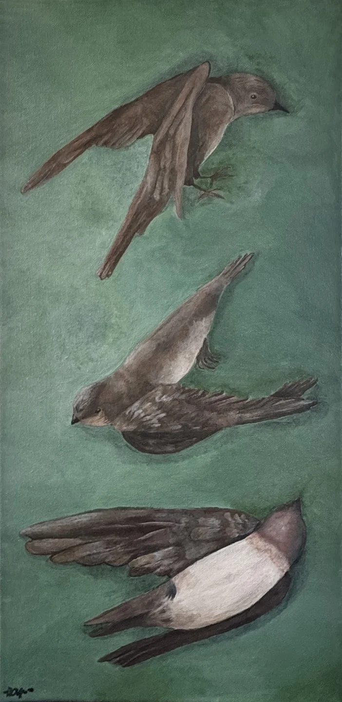 The Swallows