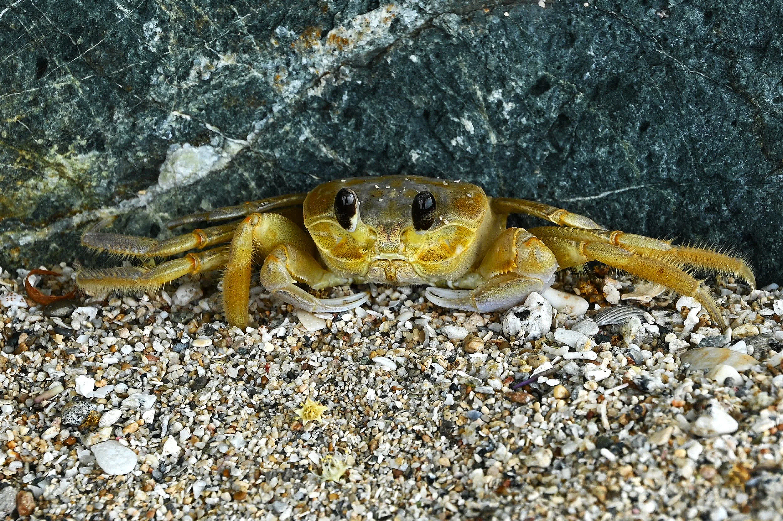 Close-up of a yellow crab with black eyes on a beach with small pebbles and shells, against a rocky background.