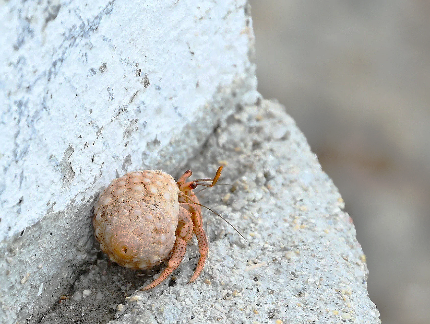A close-up of a small, pinkish-orange crab on a textured, white concrete surface. The crab appears to be partially inside a round, textured shell or burrow, with one of its legs visible and extended.