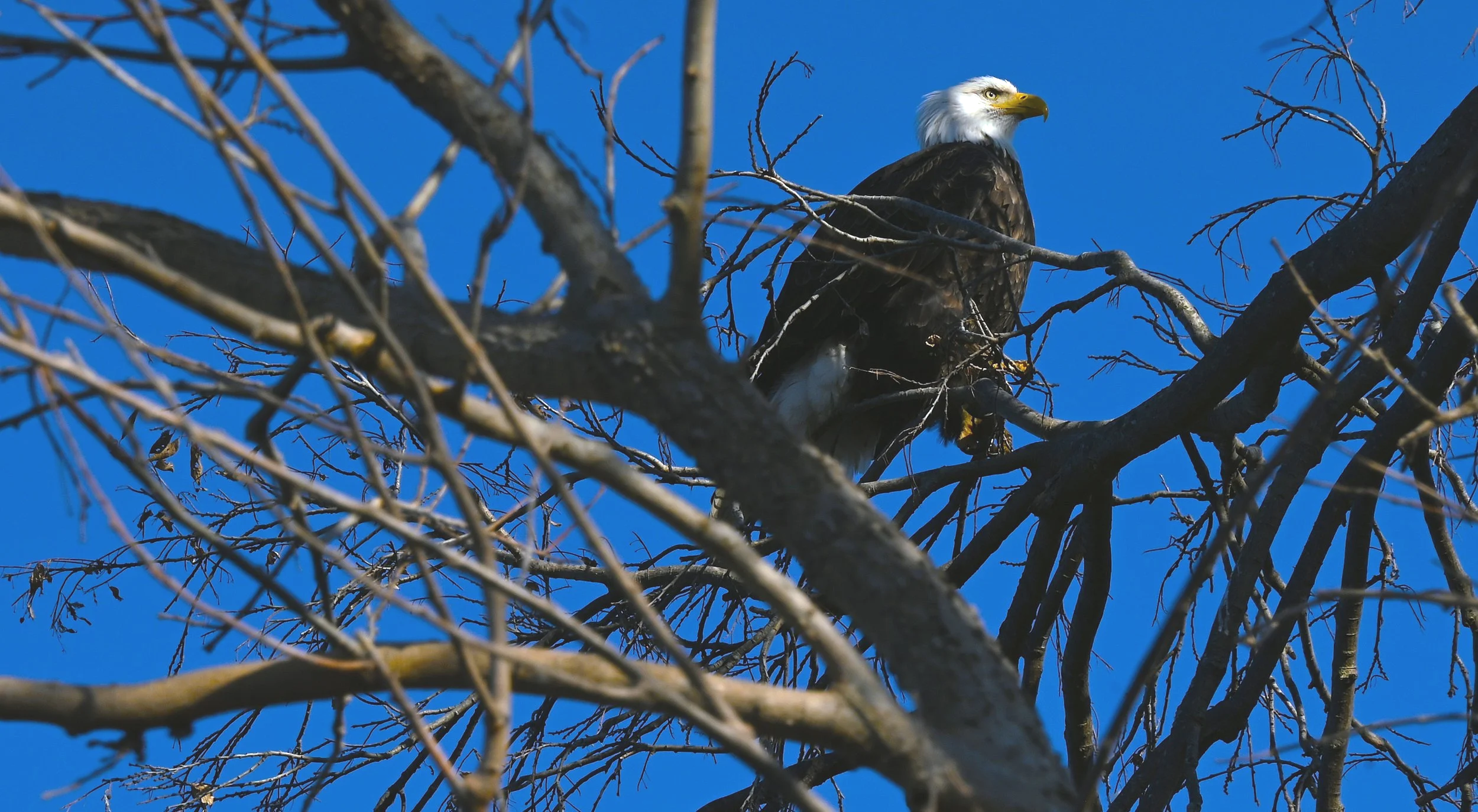 A bald eagle perched on a tree branch against a clear blue sky.