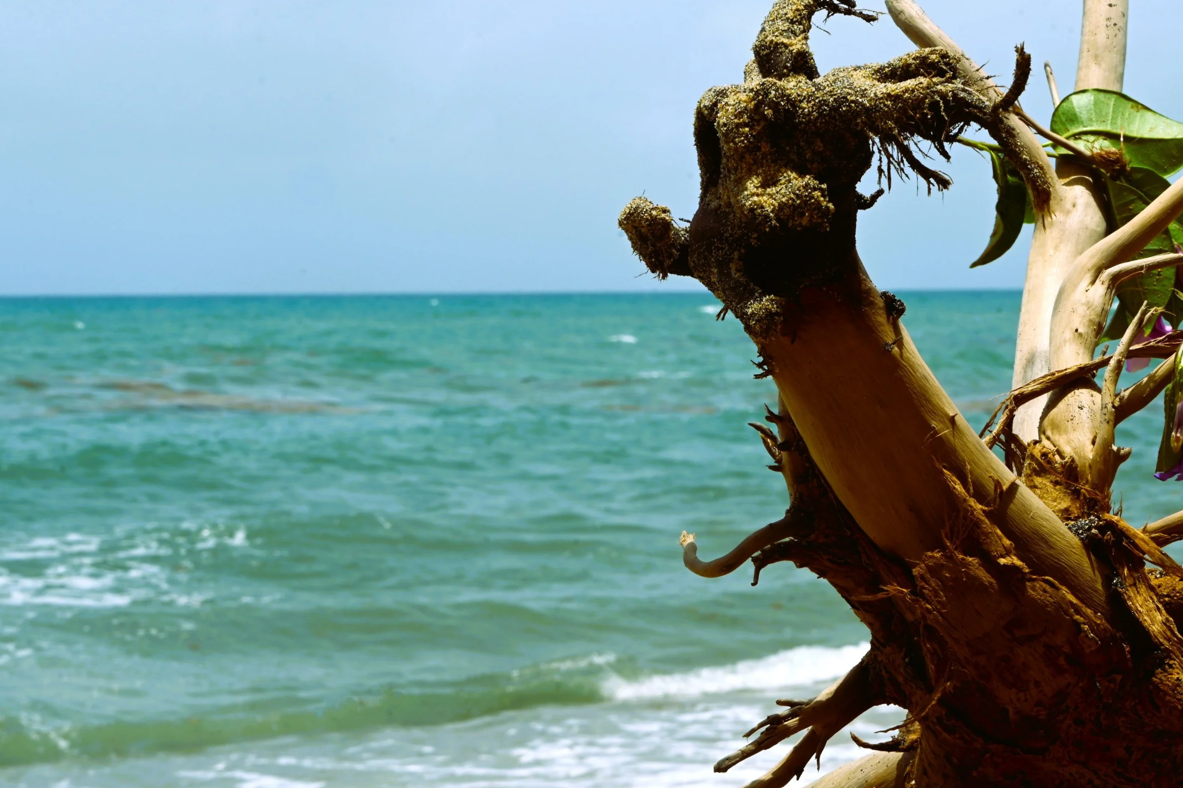 Close-up of a driftwood piece with moss and plants growing on it by the ocean shoreline under a clear sky.