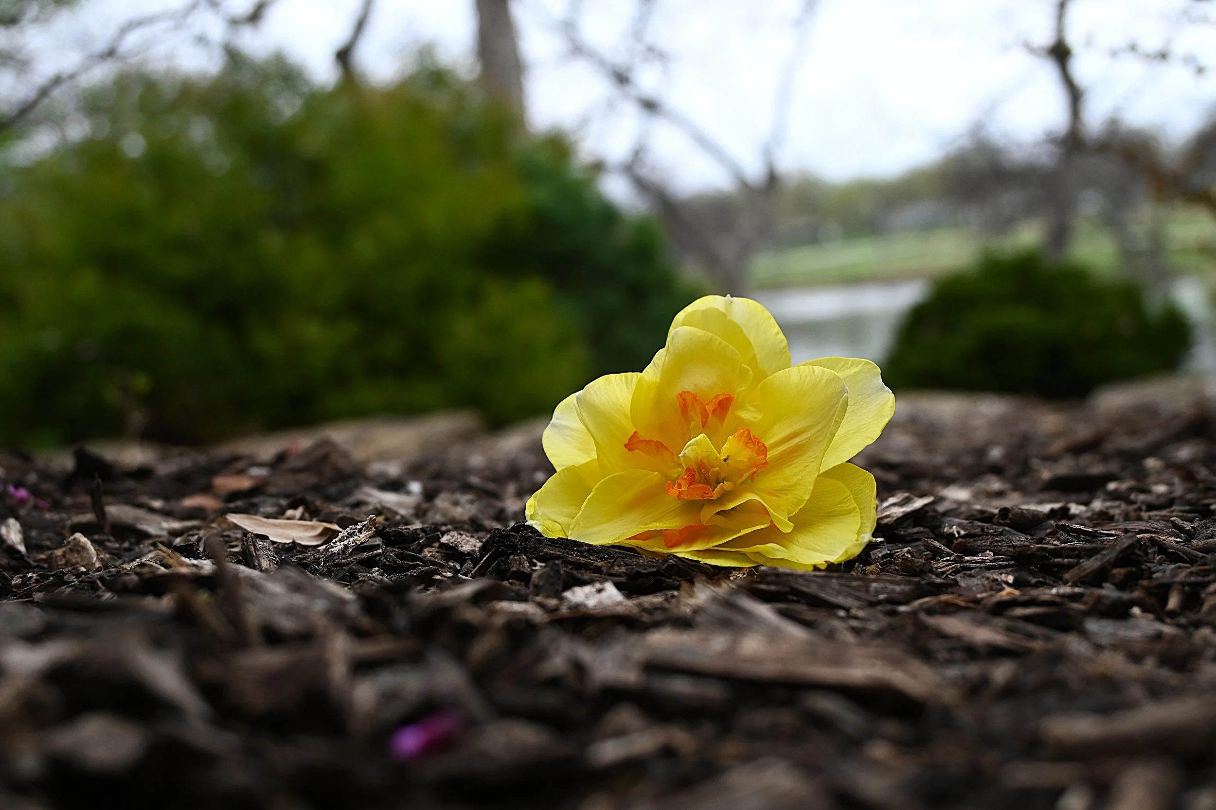A yellow flower with orange stamens on dark mulch ground, blurred green and gray background.