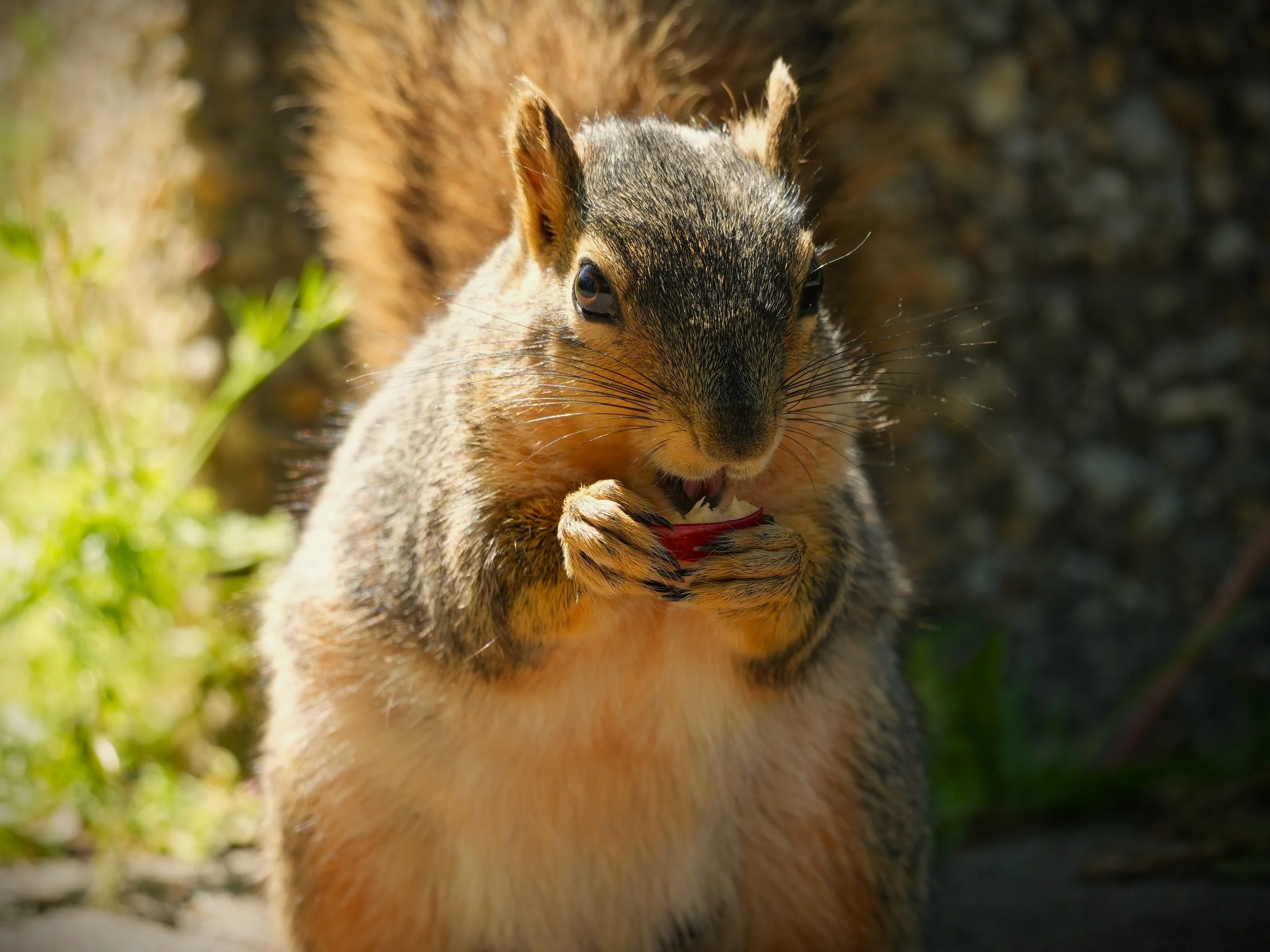 A squirrel eating a small red fruit or vegetable outdoors, with blurred green foliage in the background.