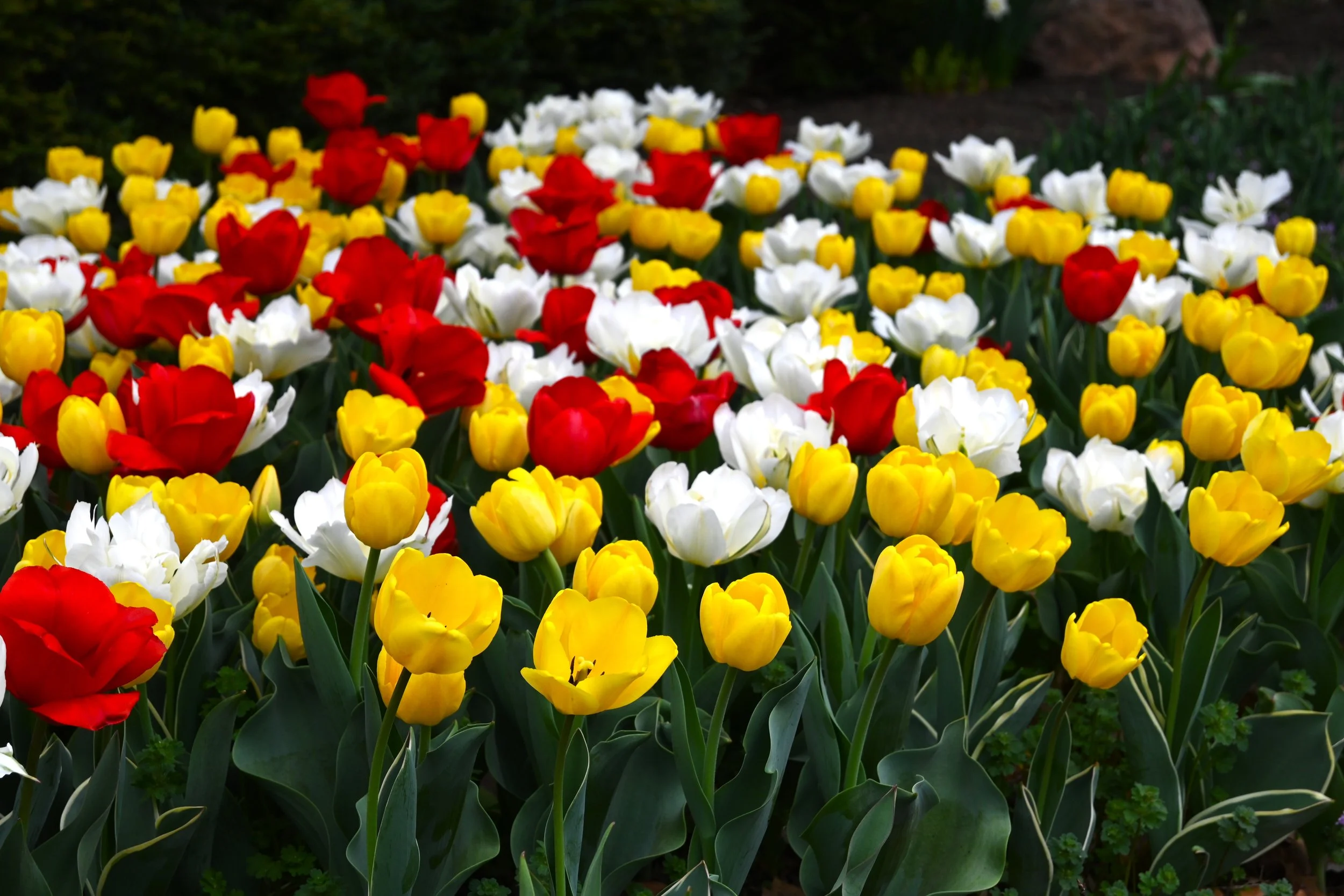 A vibrant flower bed filled with yellow, red, and white tulips outdoors.