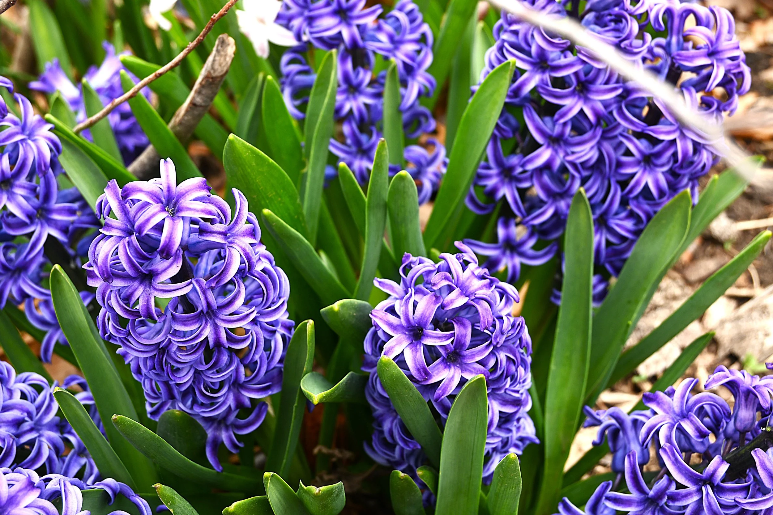 Close-up photograph of purple hyacinth flowers with green leaves and brown soil in the background.