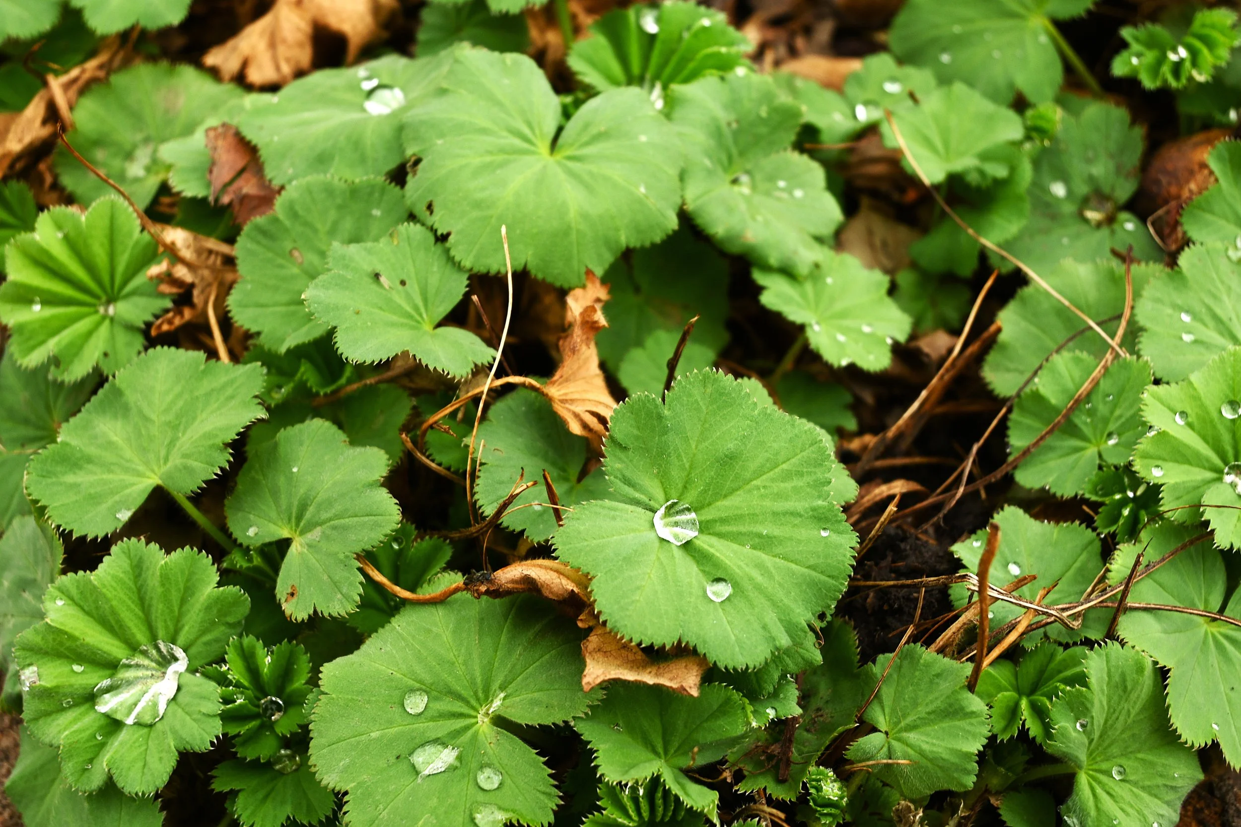 Close-up of green leaves with water droplets, fallen dried leaves, and small stems on soil ground.