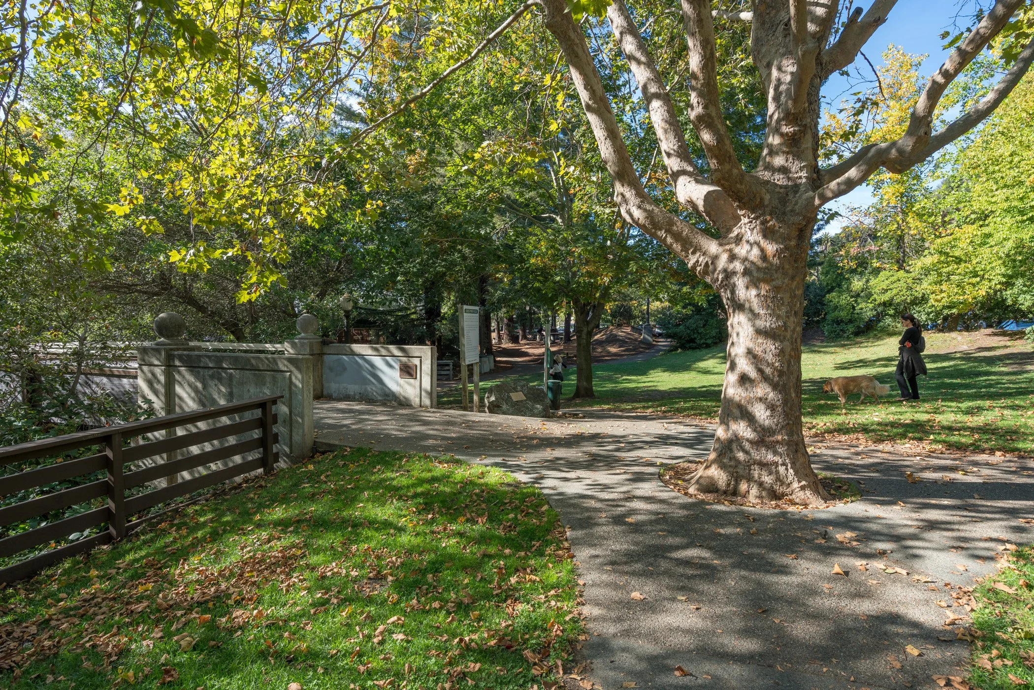 A park scene with a large tree, a sidewalk, a person walking a dog, and benches, under a blue sky with sunlight filtering through green leaves.