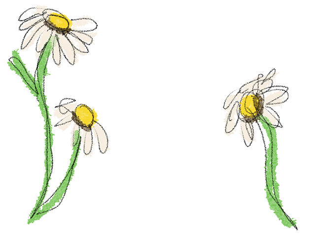 Helen Haggerty's illustration of three daisies with white petals and yellow centers, with green stems and leaves, as part of a study for the book The Day the Sky Woke Up Purple