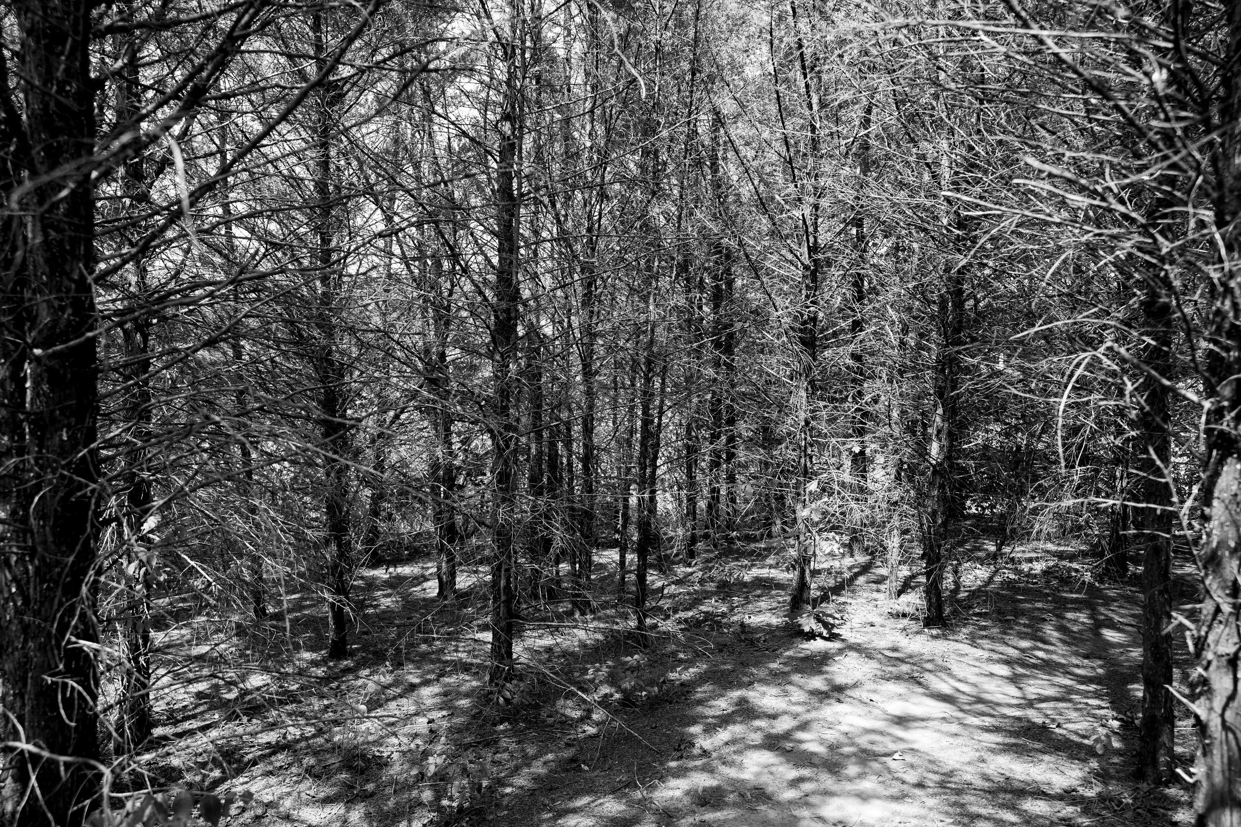 Black and white photograph of a wooded area with tall trees and snow on the ground and branches.