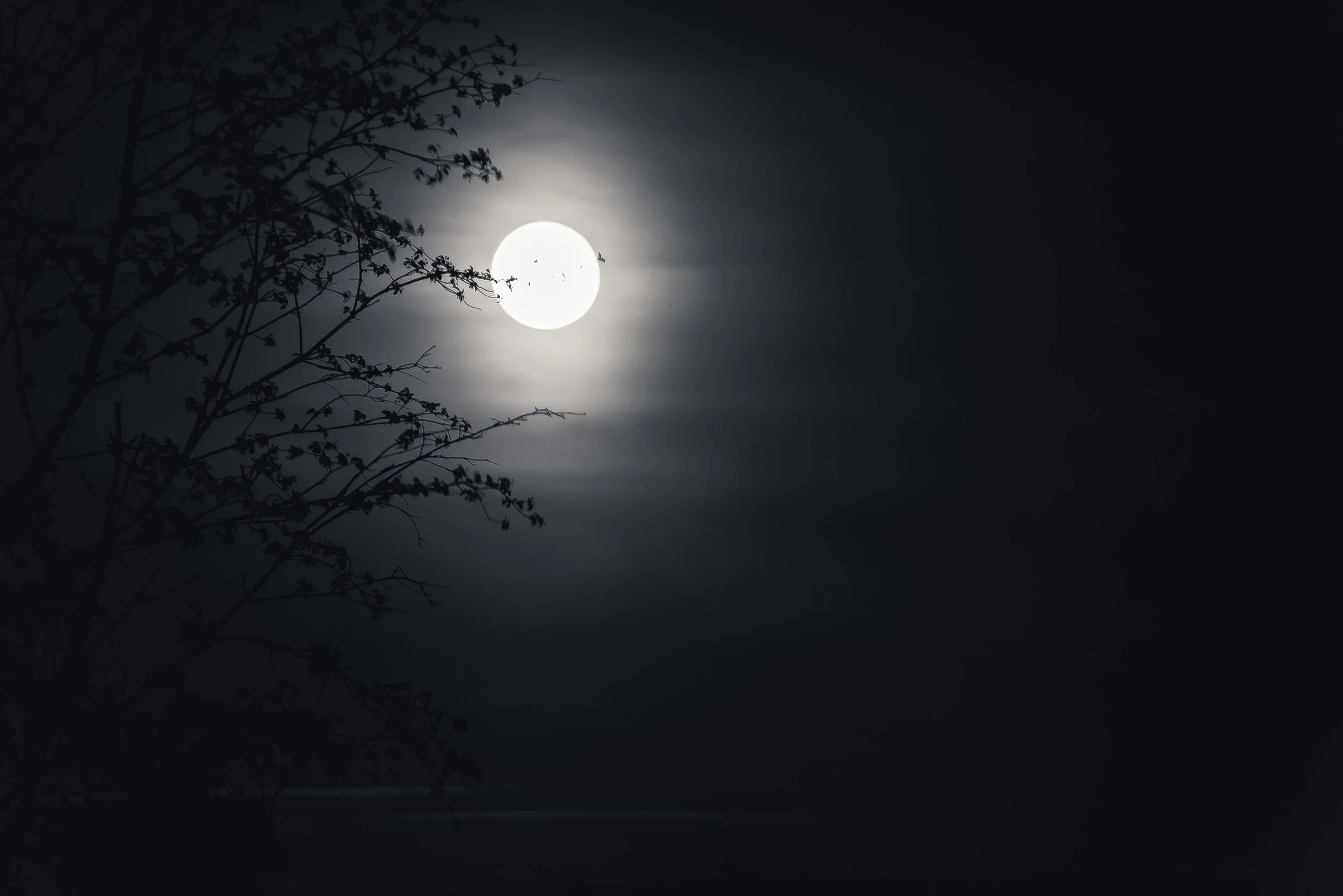 Full moon shining brightly in the night sky, partially obscured by silhouetted tree branches in the foreground.